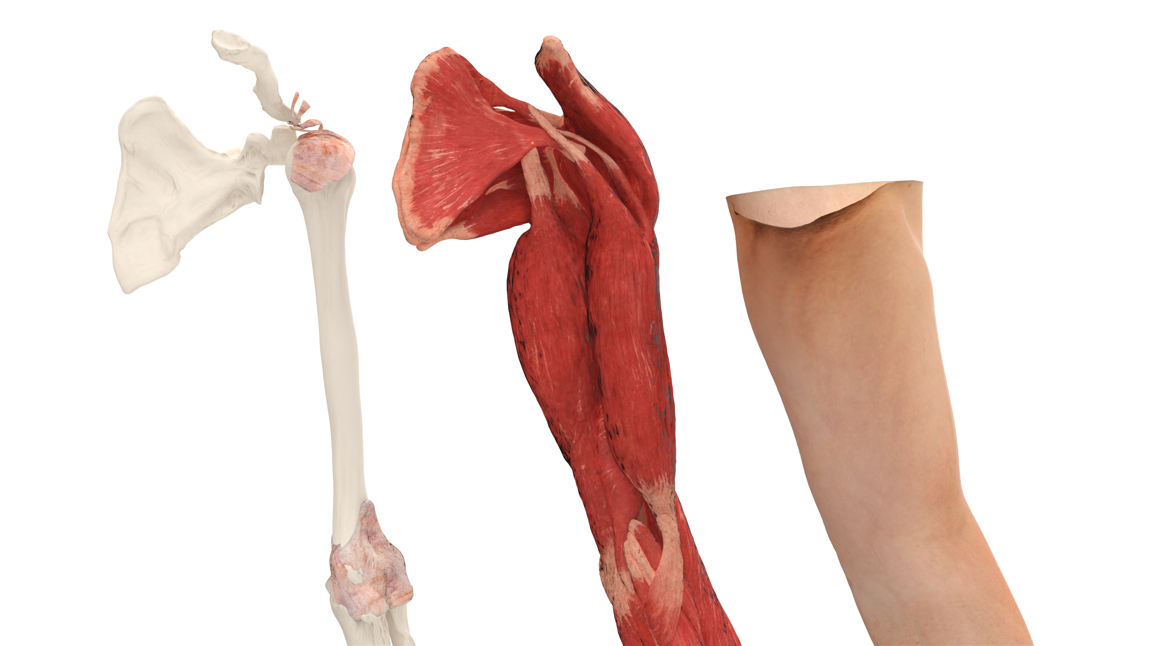 3D Arm Realistic Male Anatomy