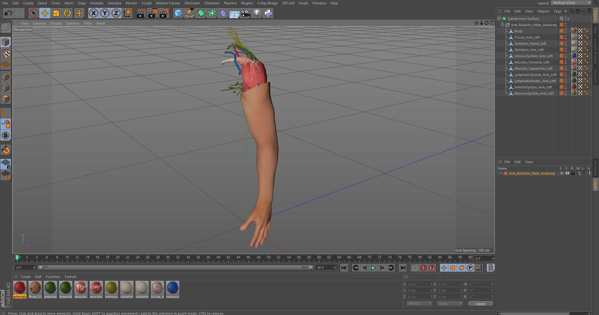 3D Arm Realistic Male Anatomy