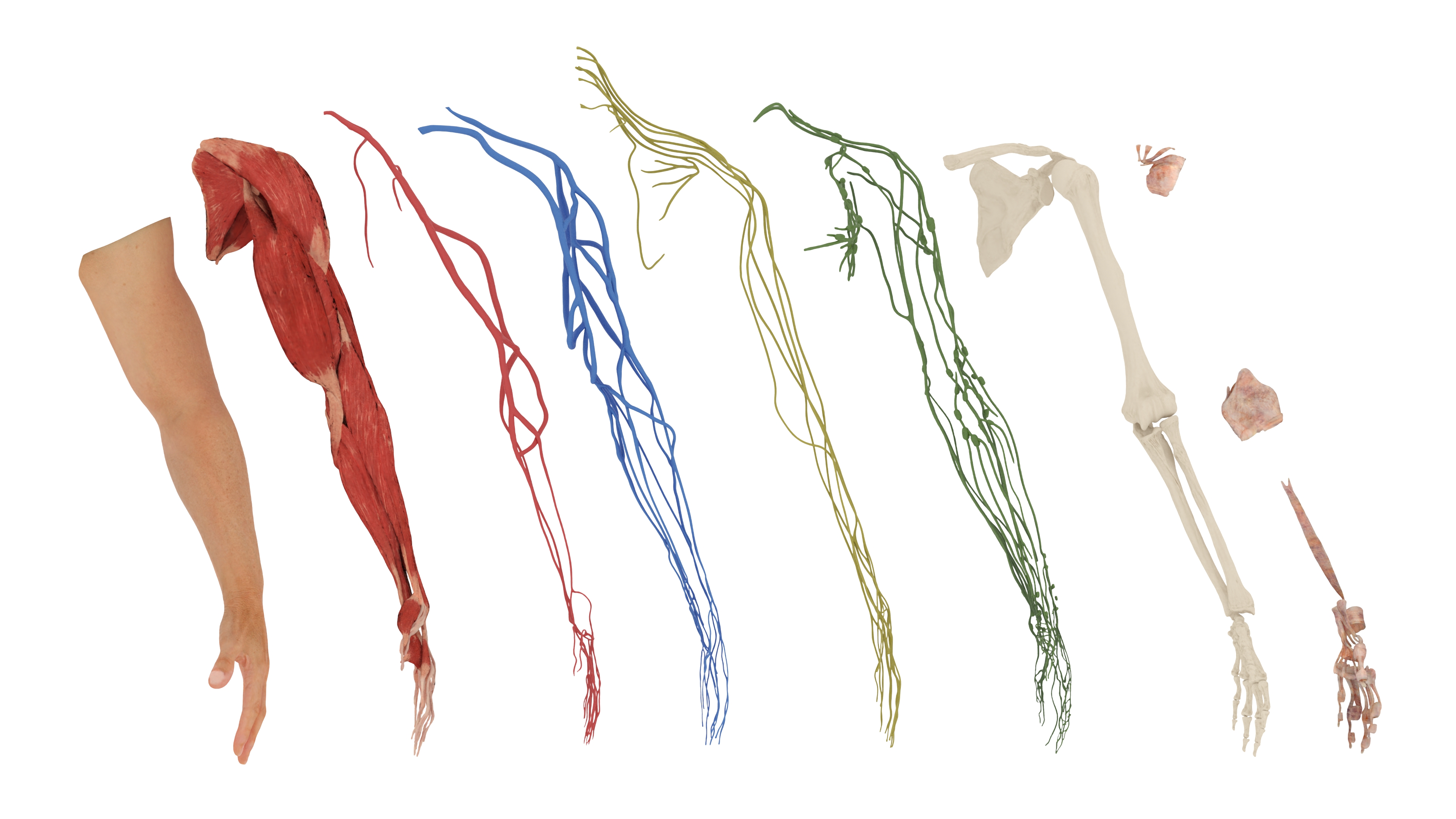 3D Arm Realistic Male Anatomy