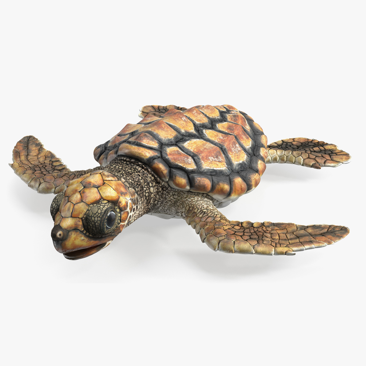 Baby Sea Turtle Brown Rigged for Maya 3D