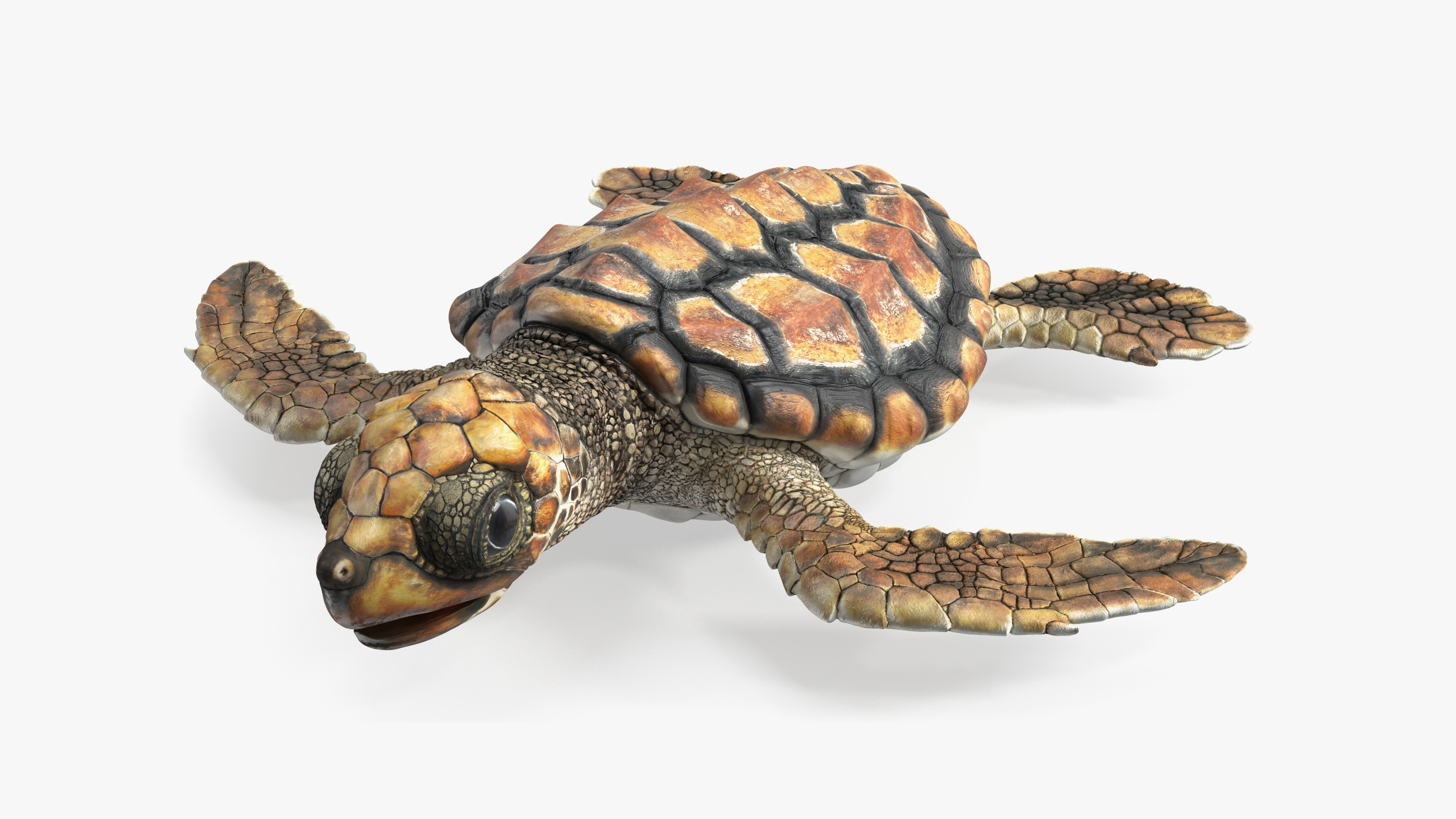 Baby Sea Turtle Brown Rigged for Maya 3D