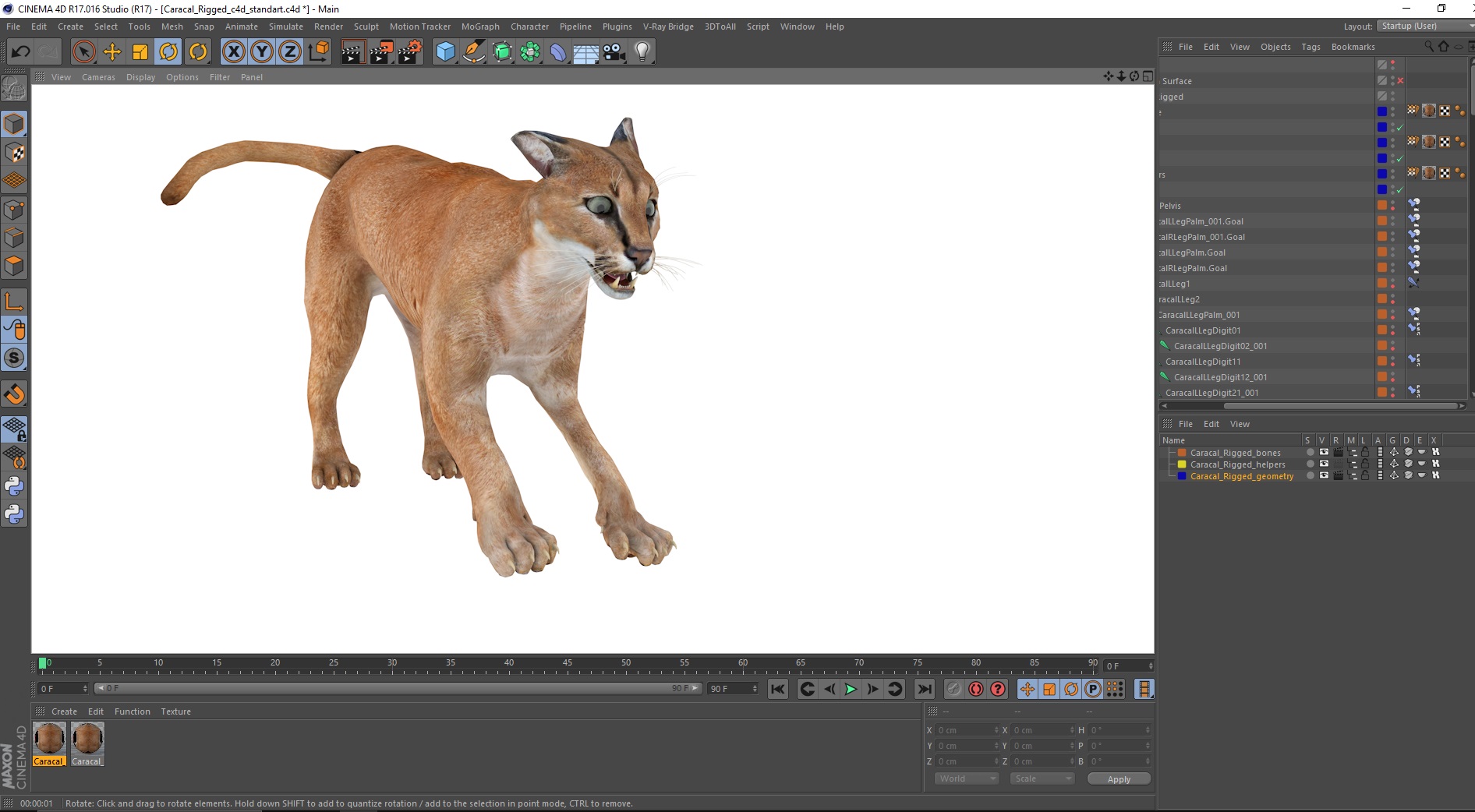 3D Caracal Rigged for Cinema 4D model
