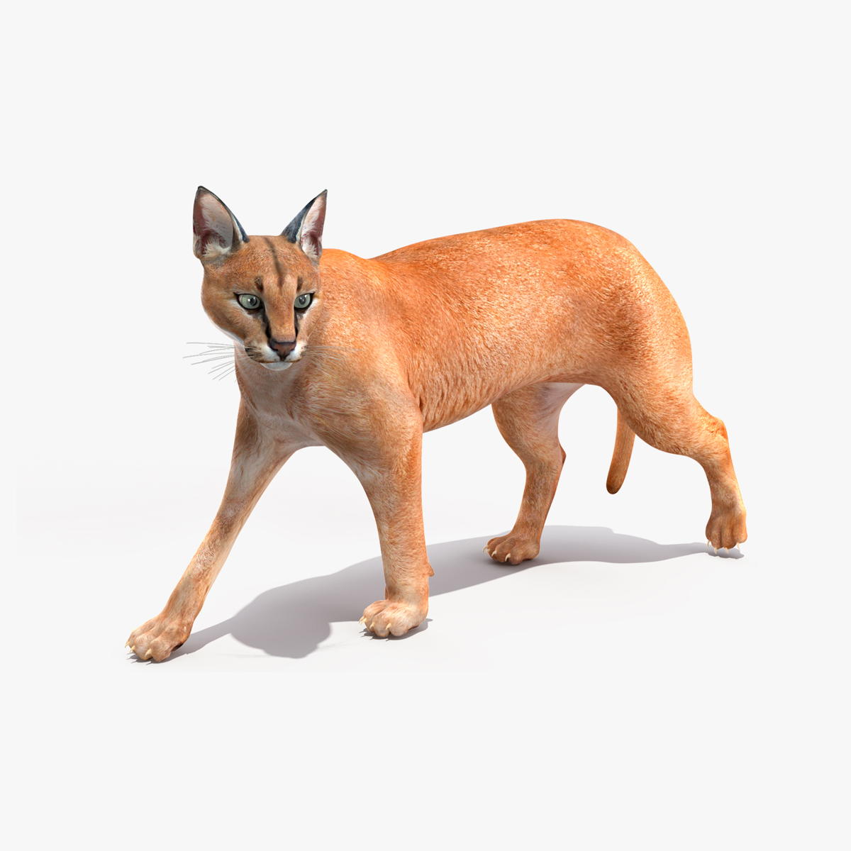 3D Caracal Rigged for Cinema 4D model