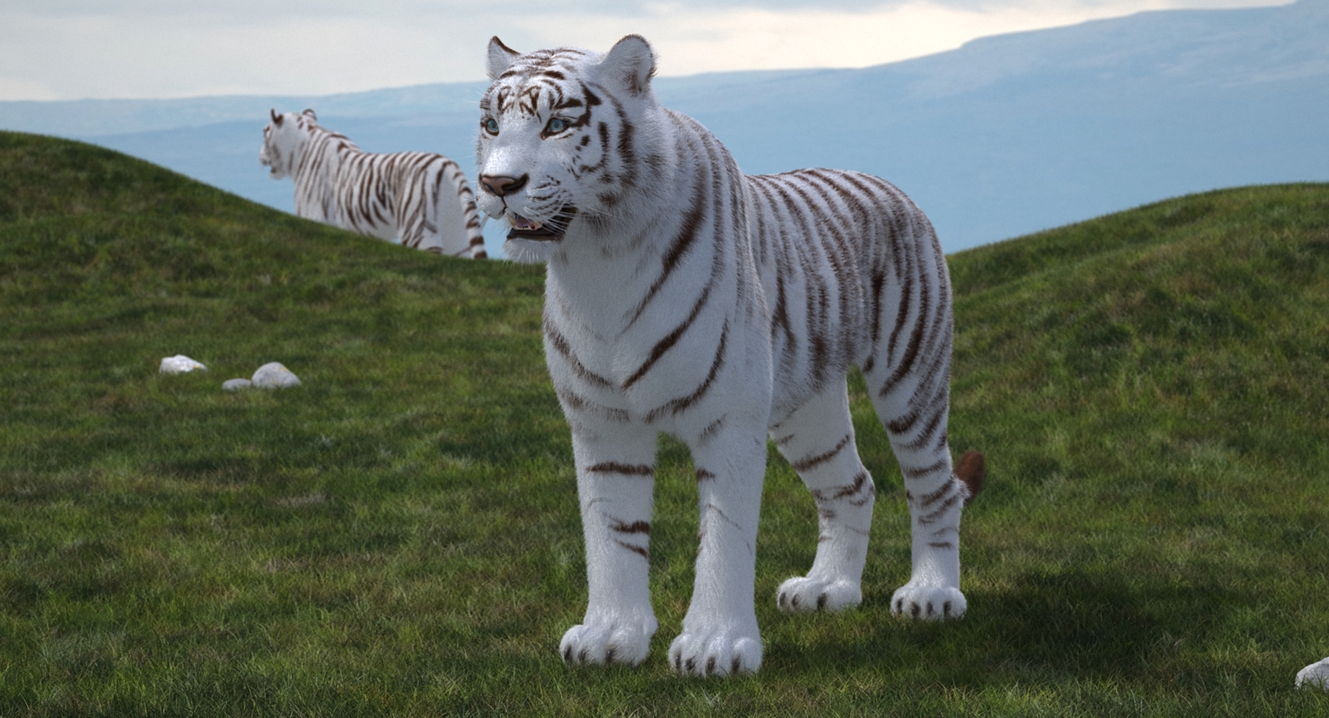 3D model White Tiger with Fur