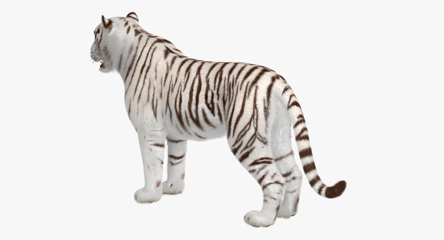 3D model White Tiger with Fur