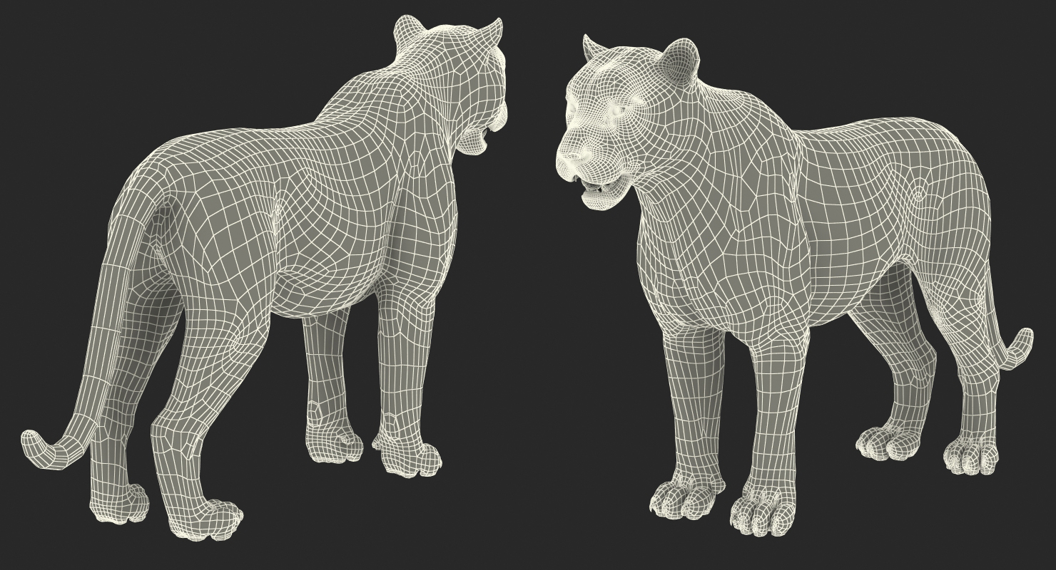 3D model White Tiger with Fur