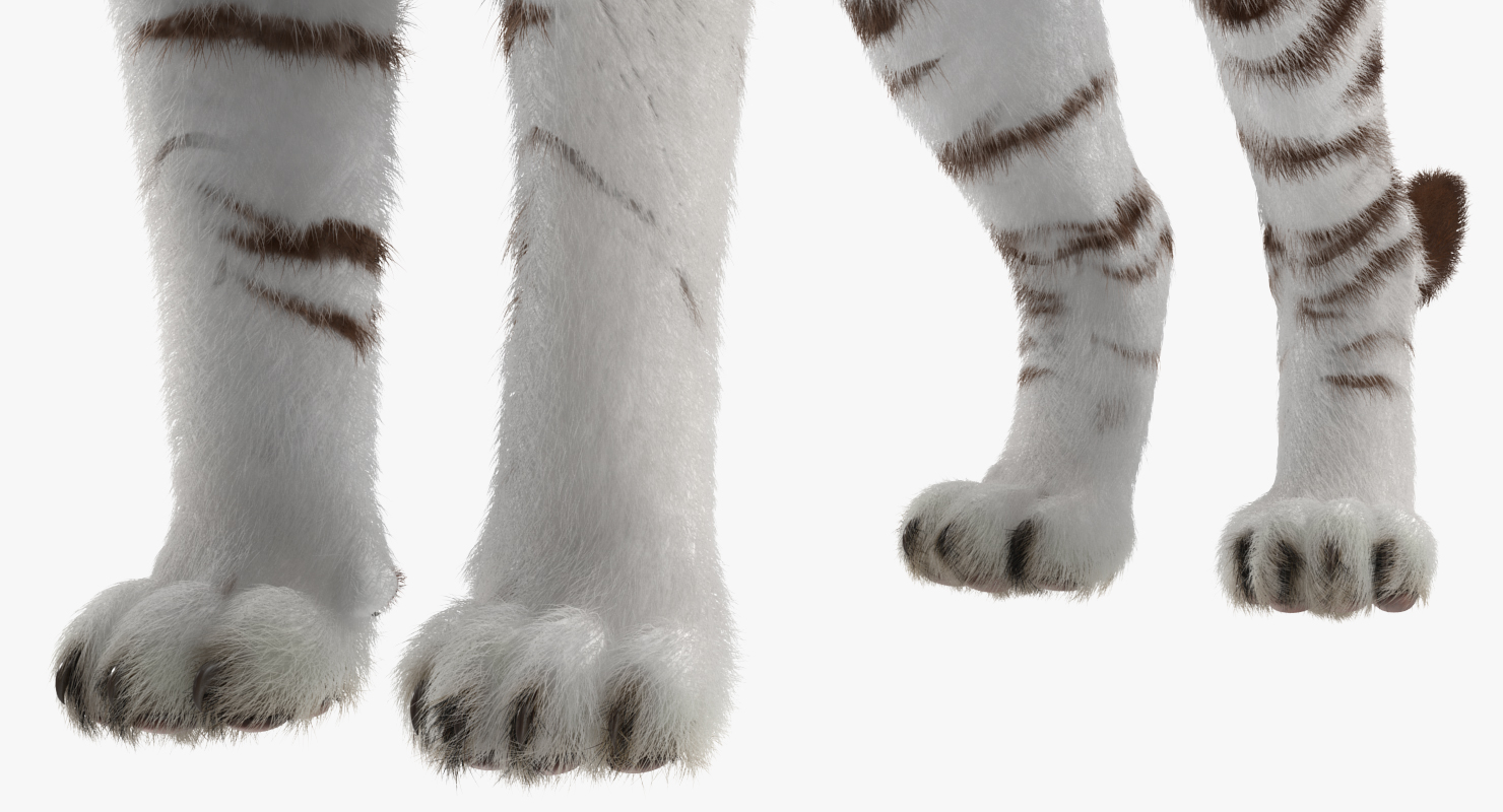 3D model White Tiger with Fur