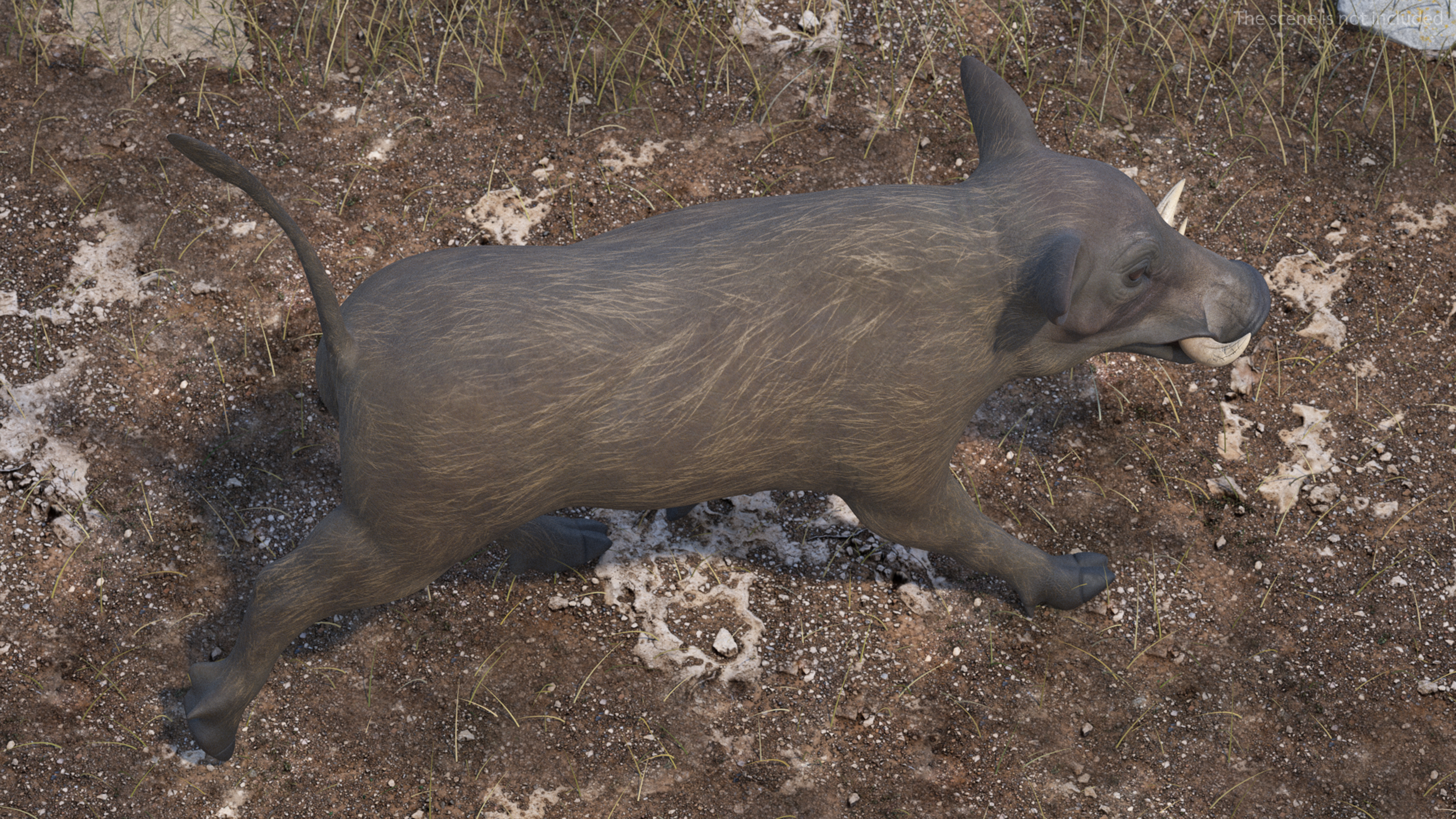 3D model Phacochoerus Africanus Walking Pose