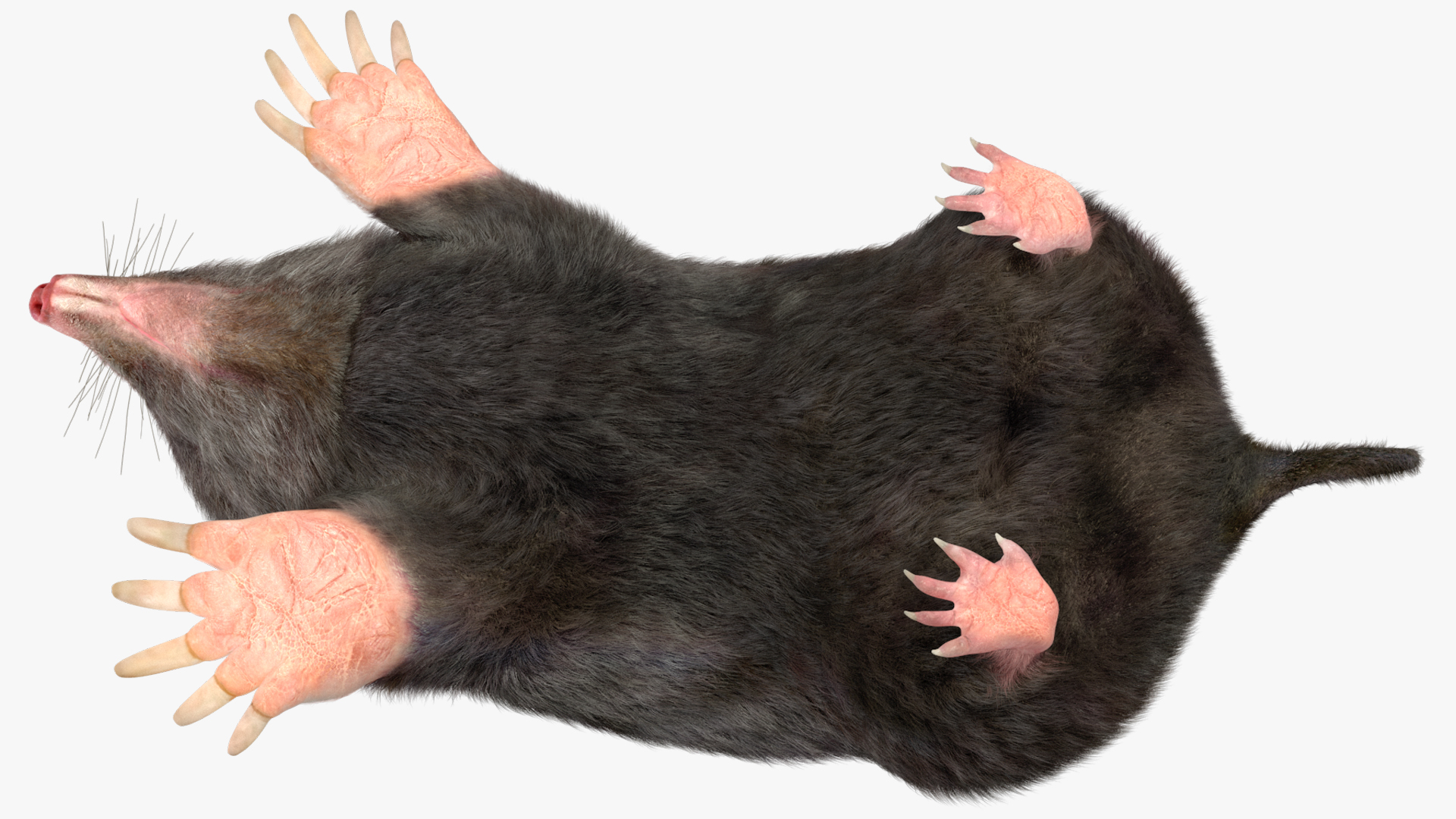 3D model Realistic Mole Animal Fur