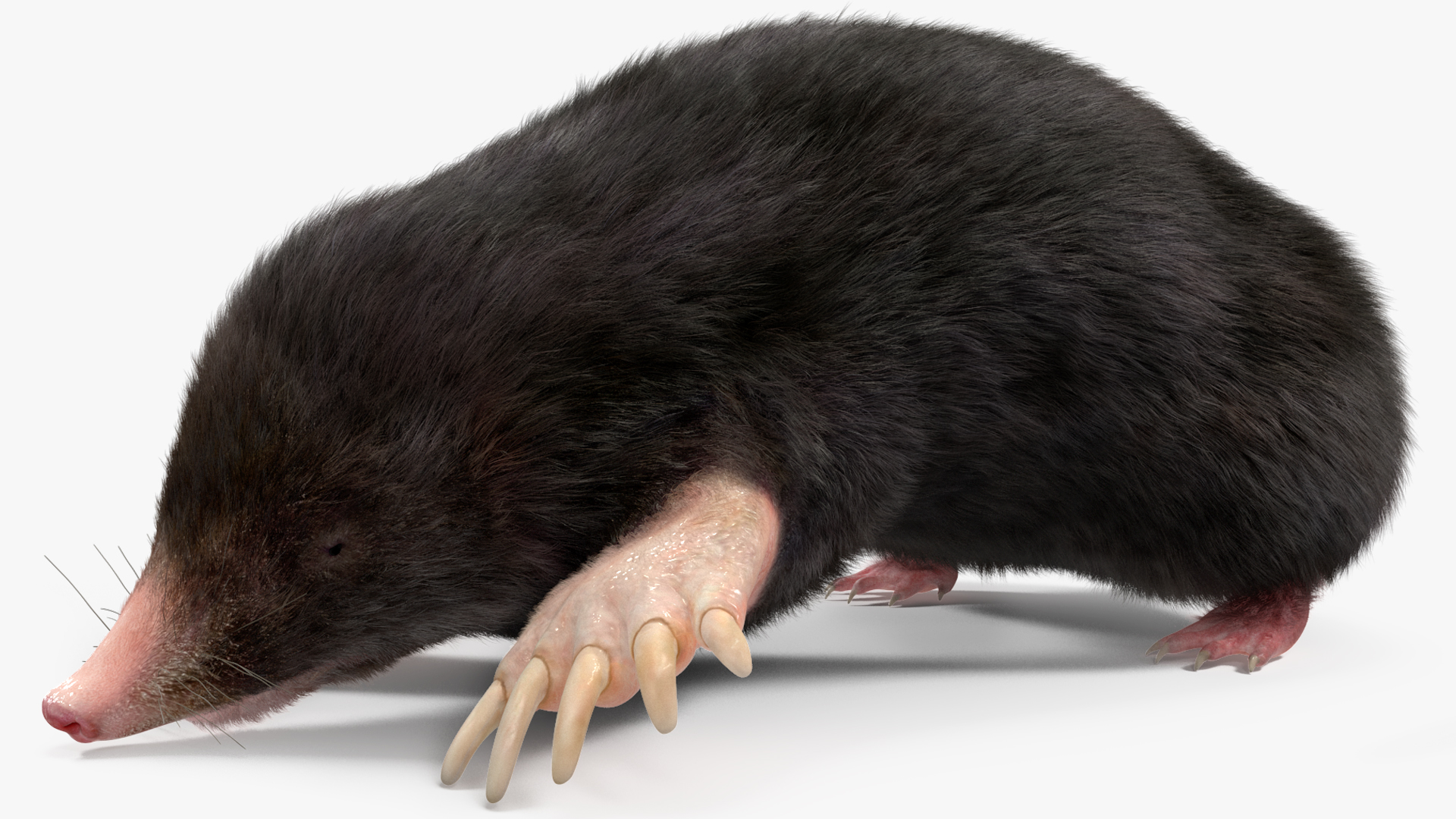 3D model Realistic Mole Animal Fur