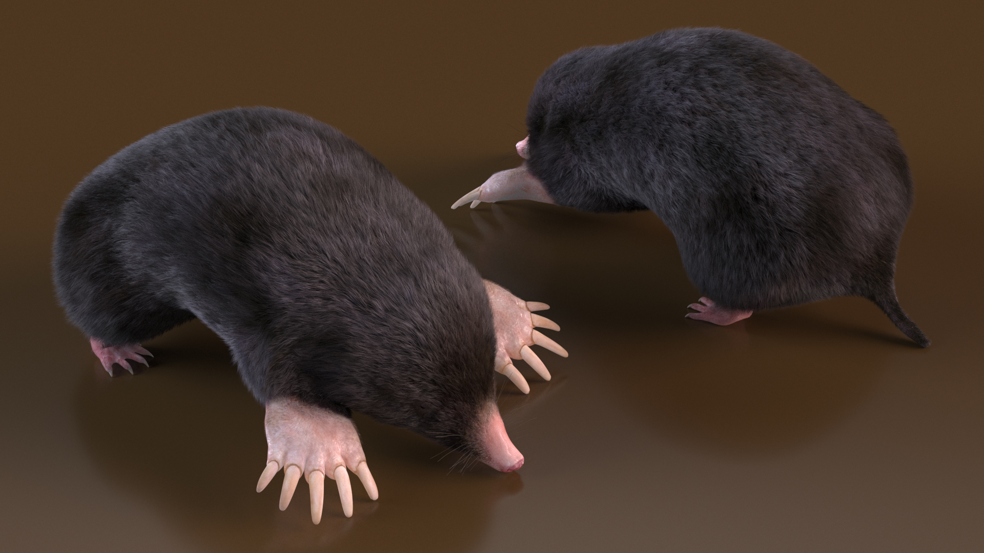 3D model Realistic Mole Animal Fur