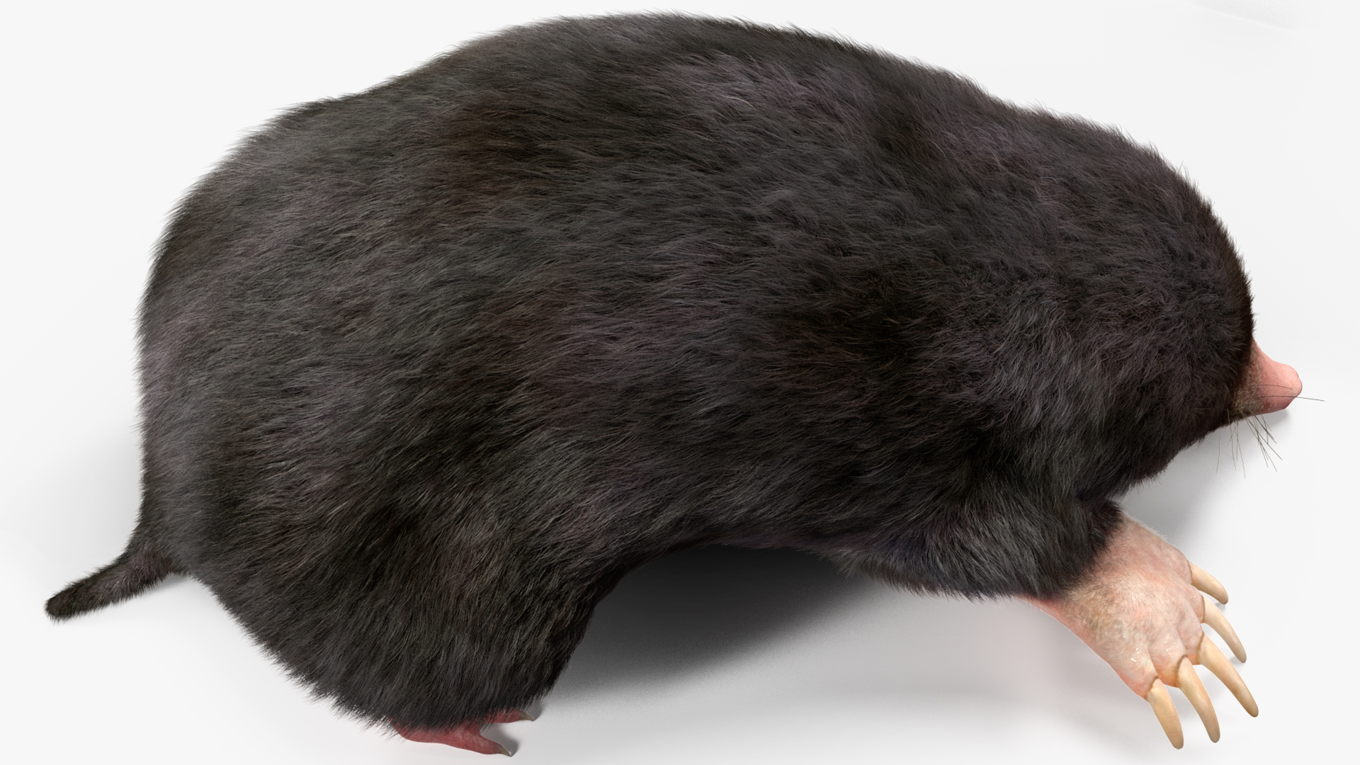 3D model Realistic Mole Animal Fur