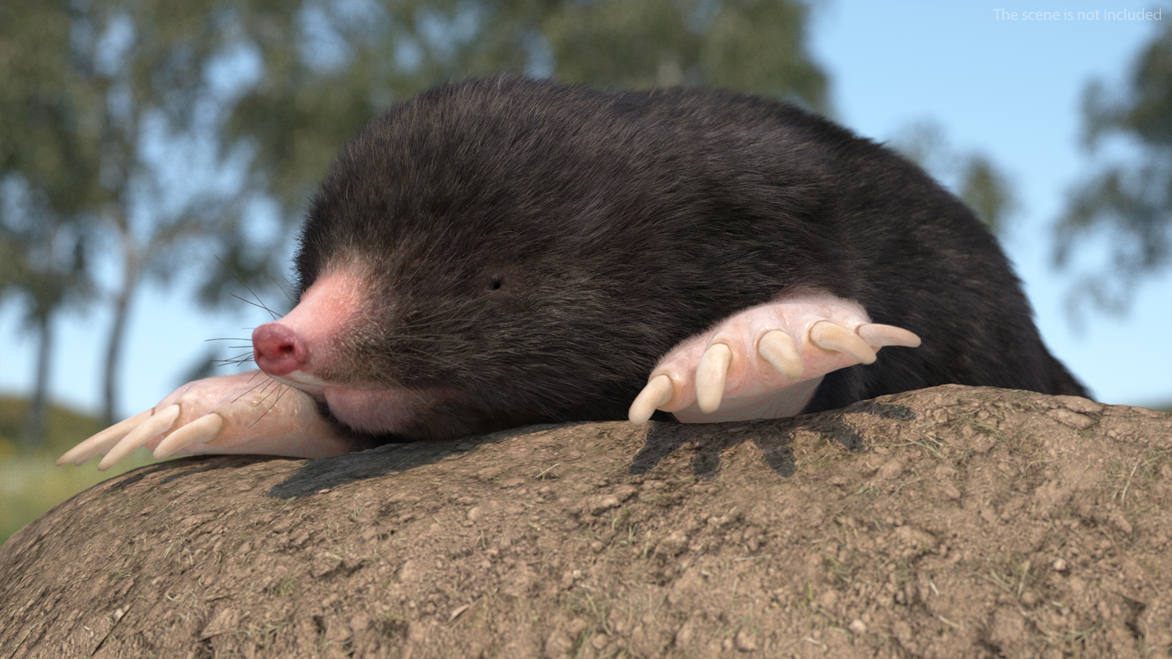 3D model Realistic Mole Animal Fur