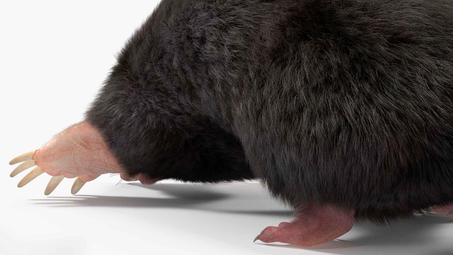 3D model Realistic Mole Animal Fur