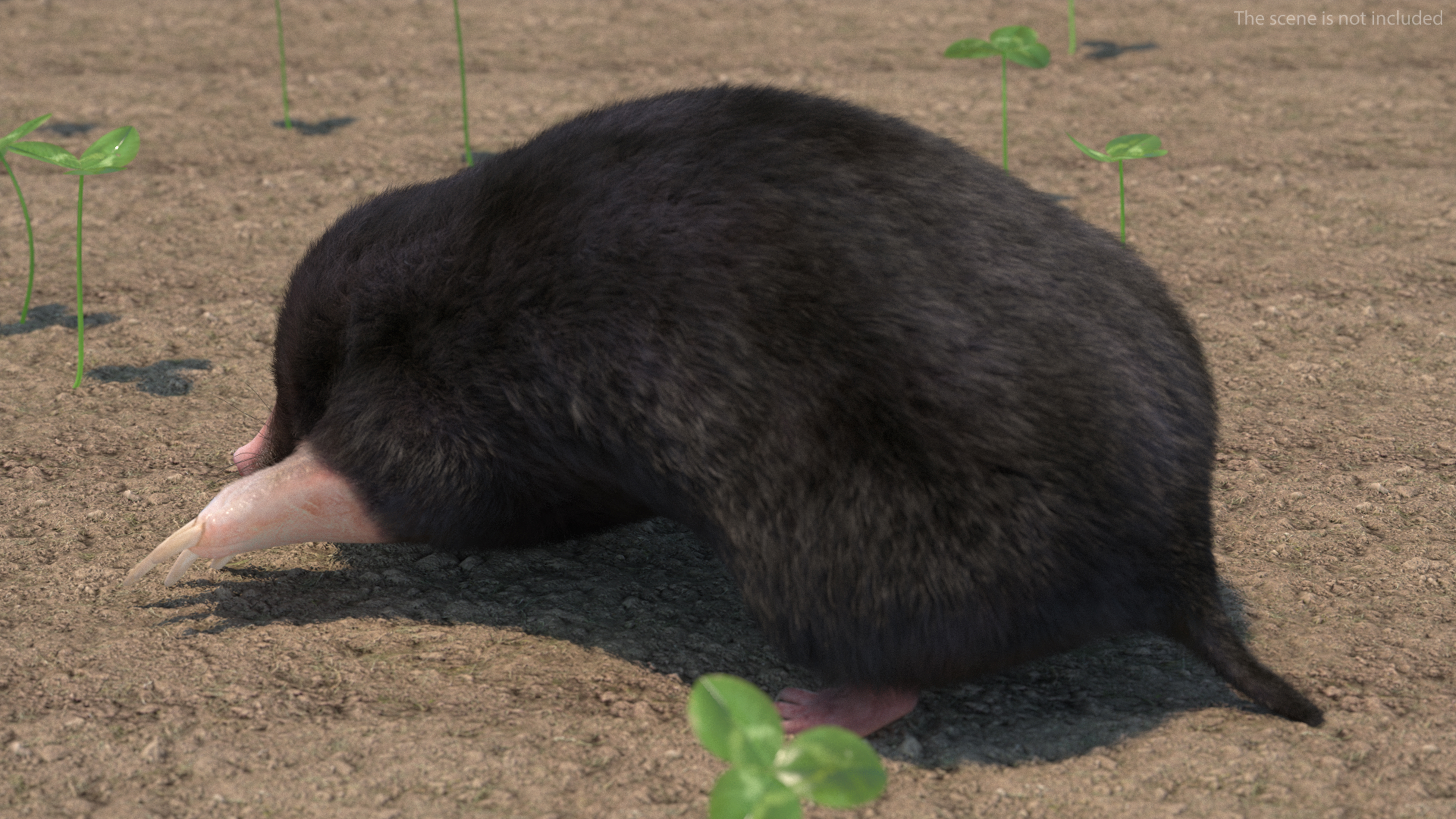 3D model Realistic Mole Animal Fur