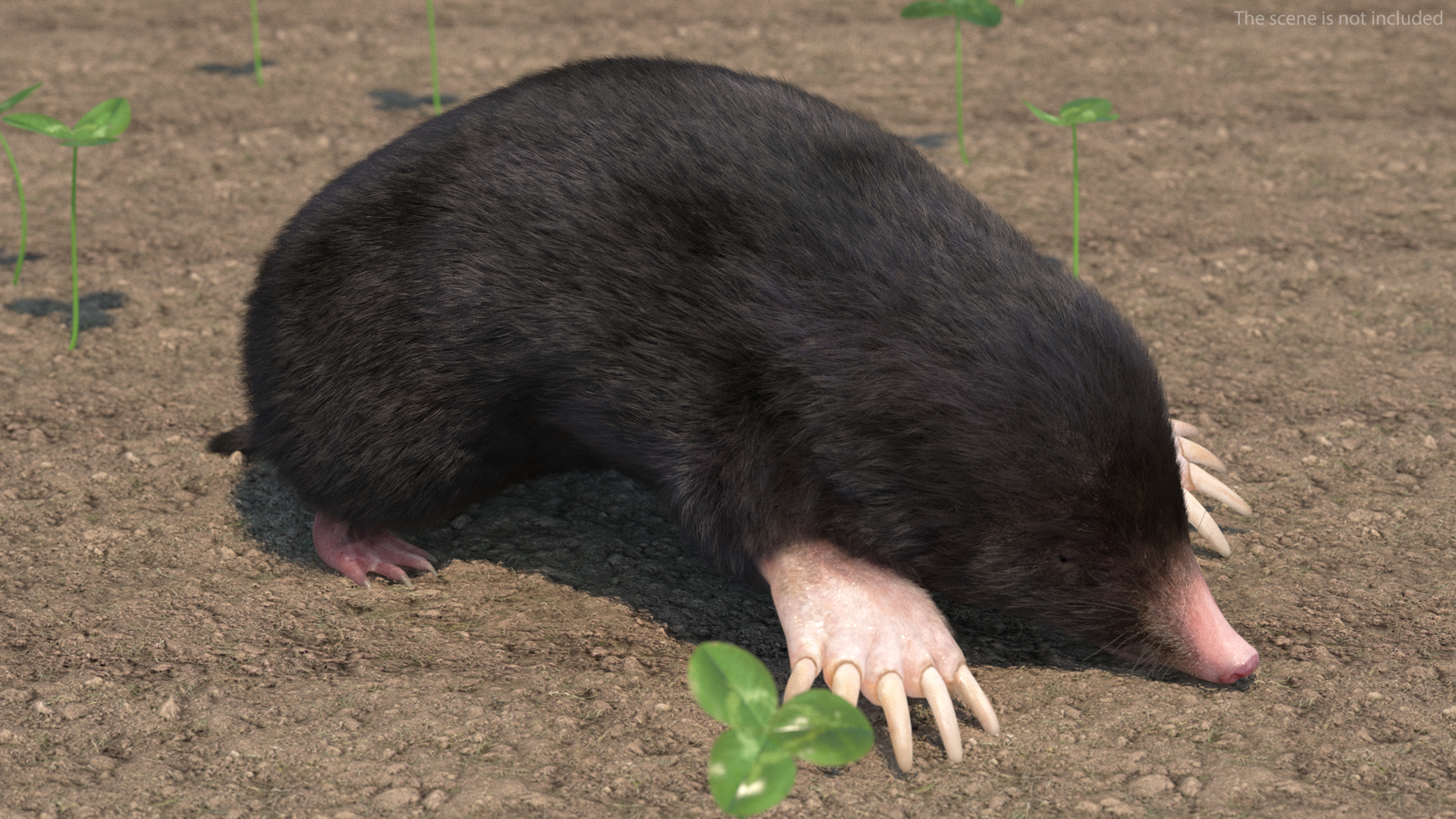 3D model Realistic Mole Animal Fur