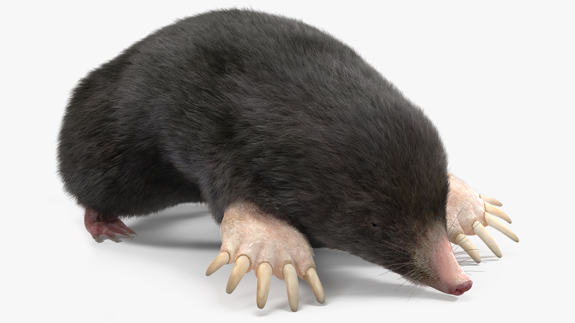 3D model Realistic Mole Animal Fur