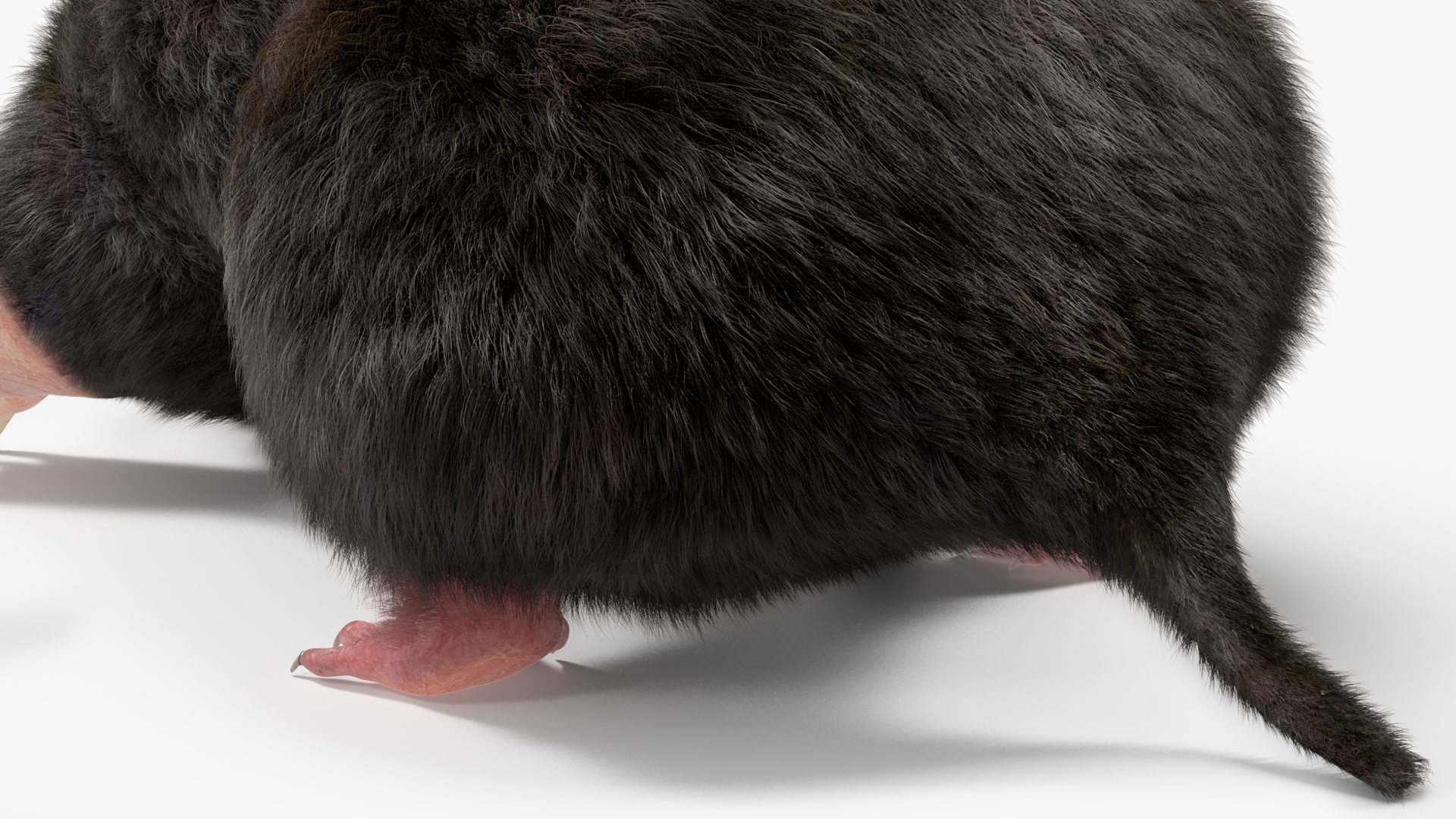 3D model Realistic Mole Animal Fur