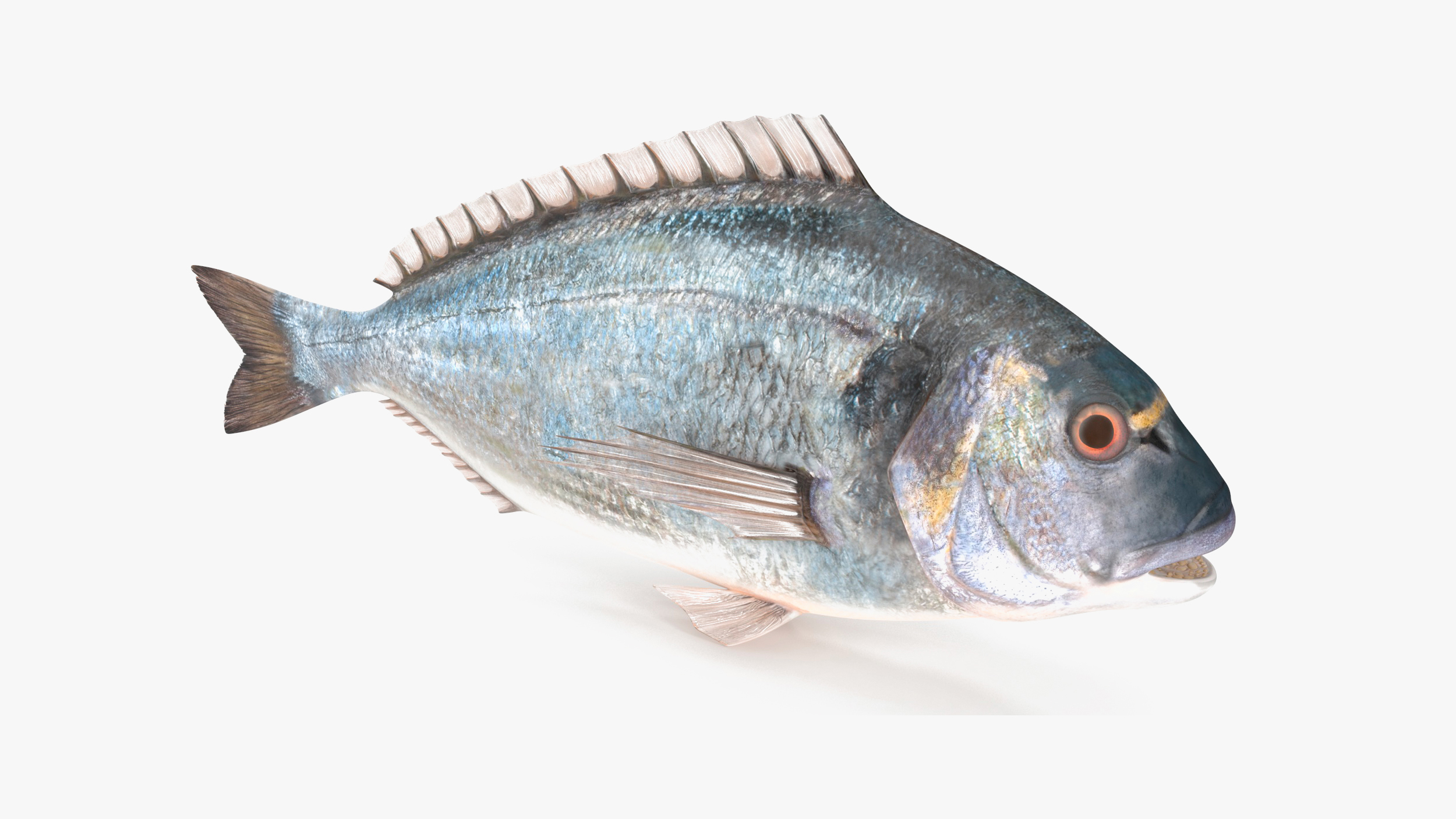 3D model Gilthead Bream Fish Rigged for Maya