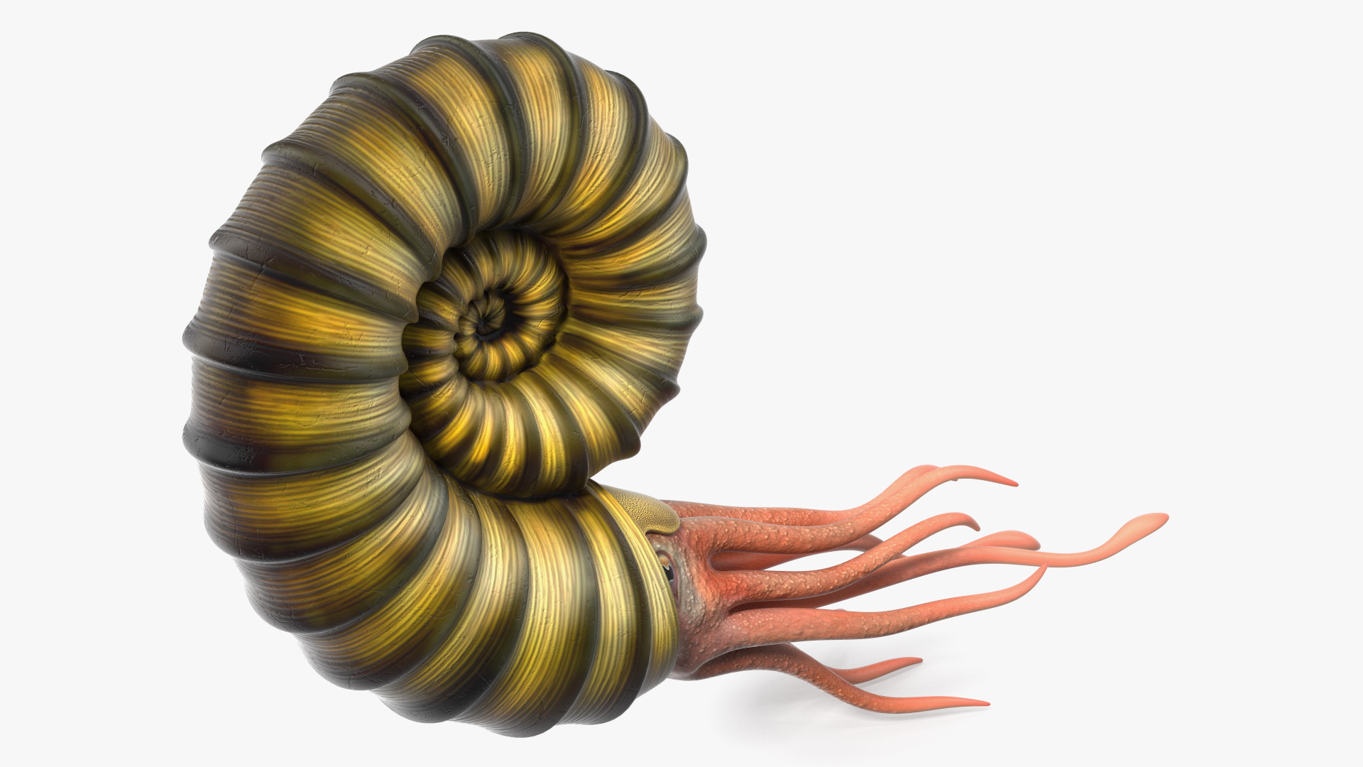 3D Ammonite for 3D Print