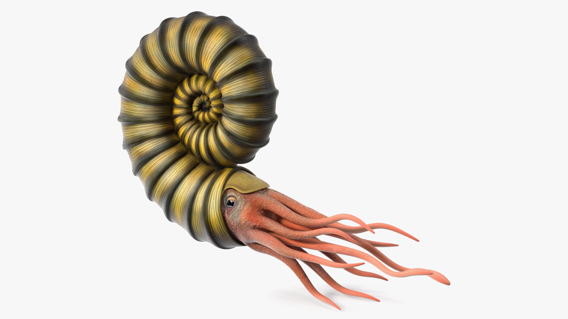 3D Ammonite for 3D Print