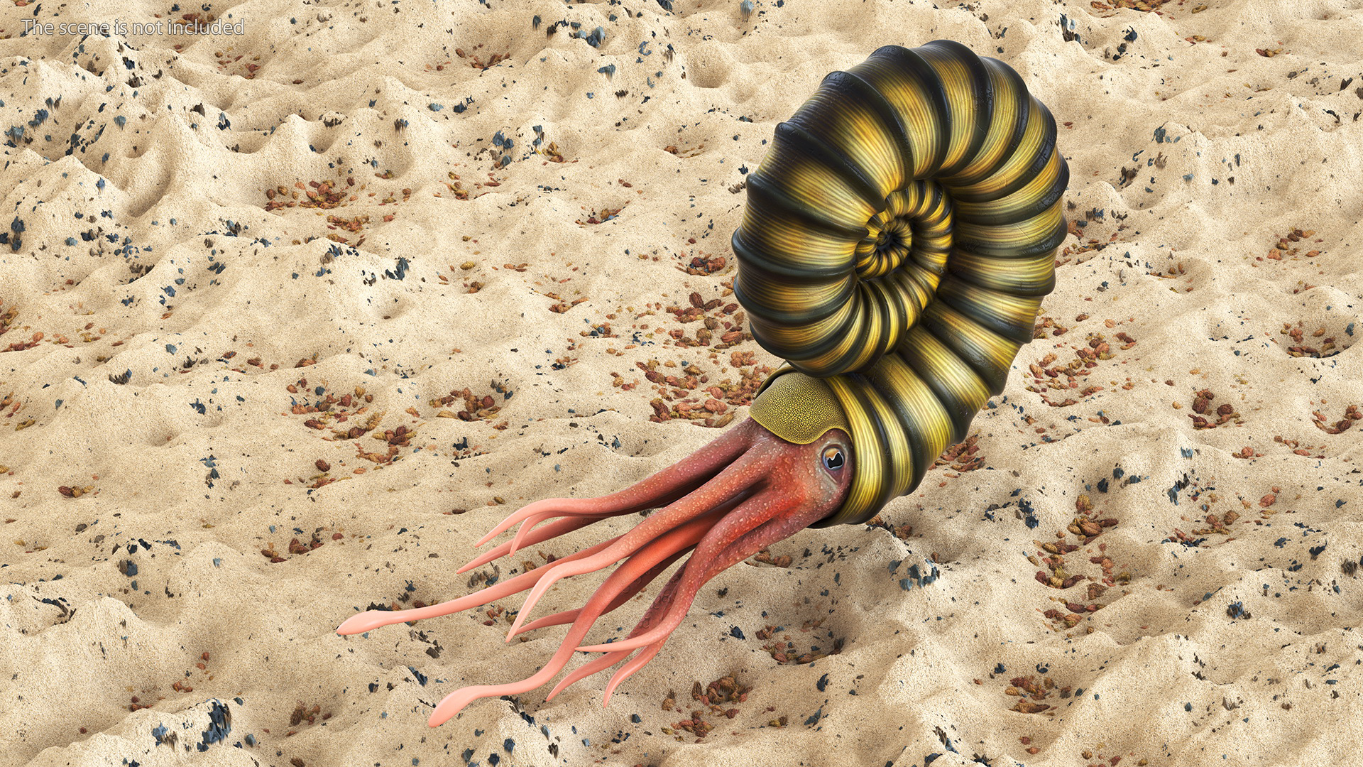 3D Ammonite for 3D Print