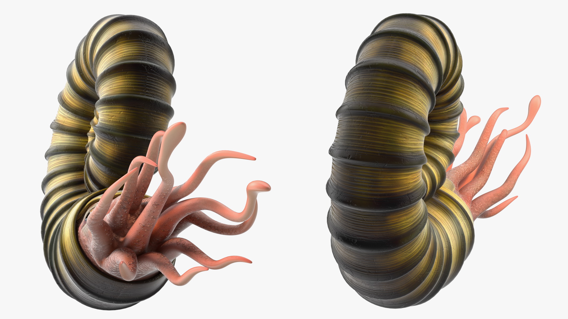 3D Ammonite for 3D Print