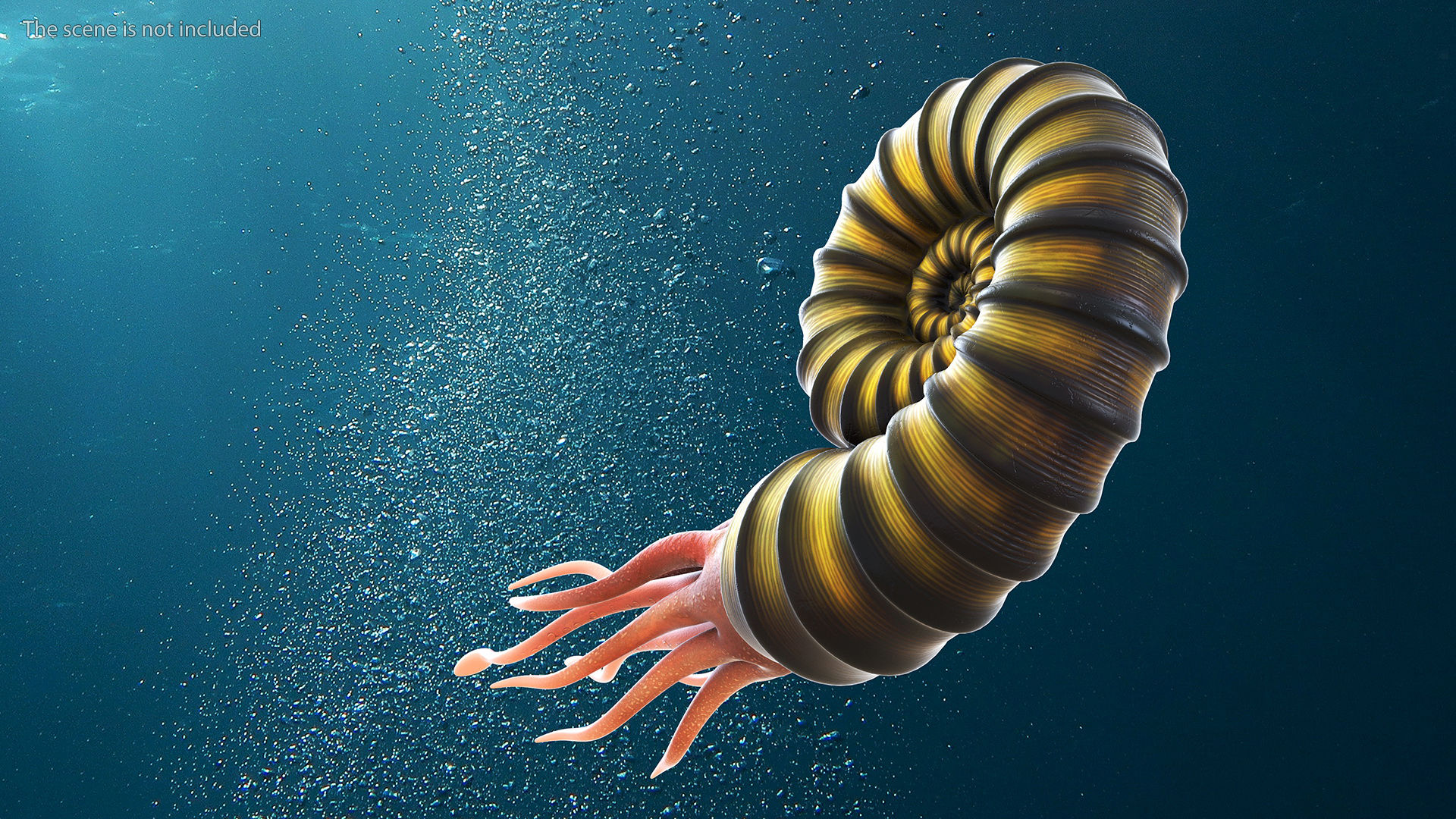 3D Ammonite for 3D Print