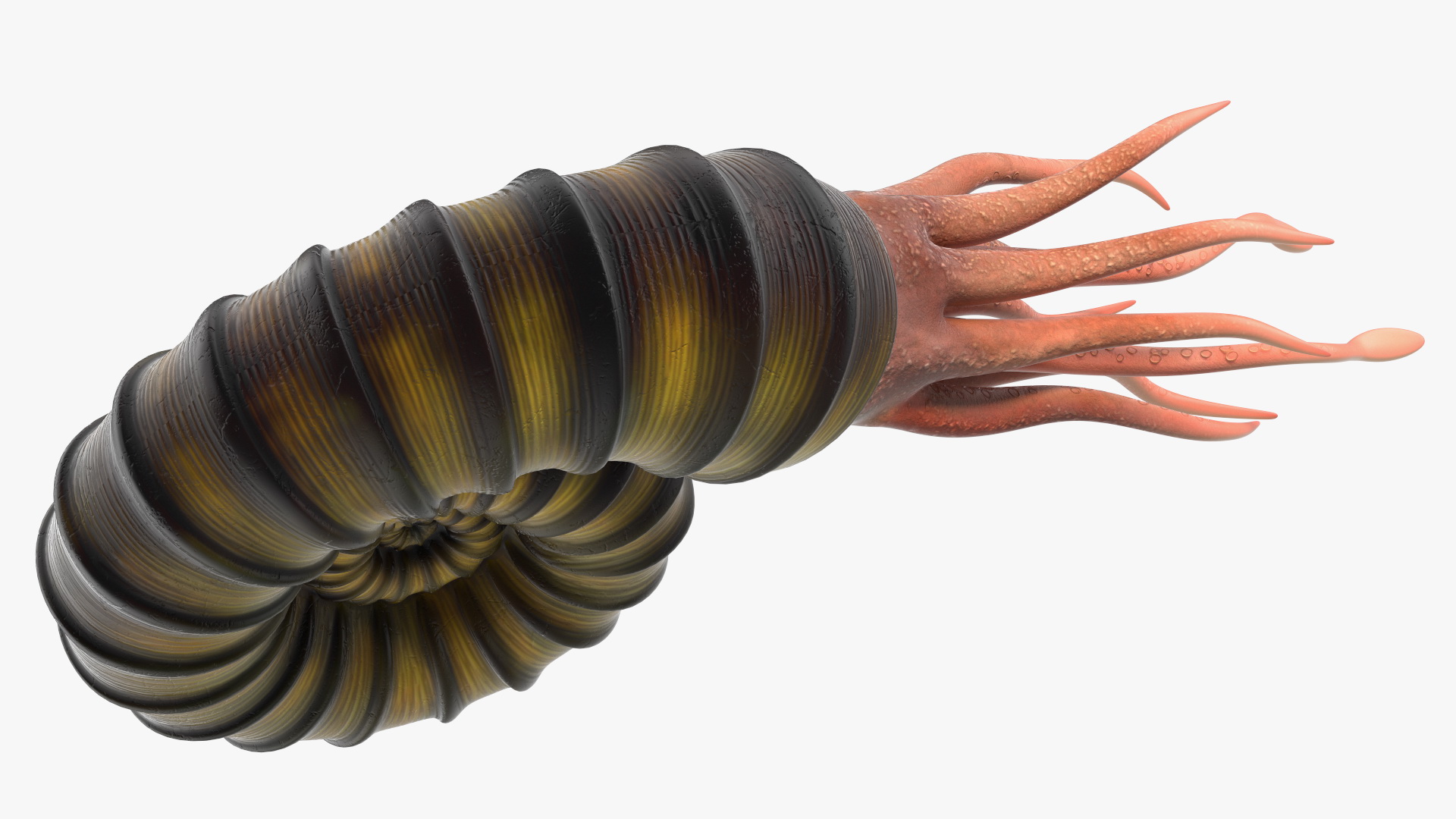 3D Ammonite for 3D Print