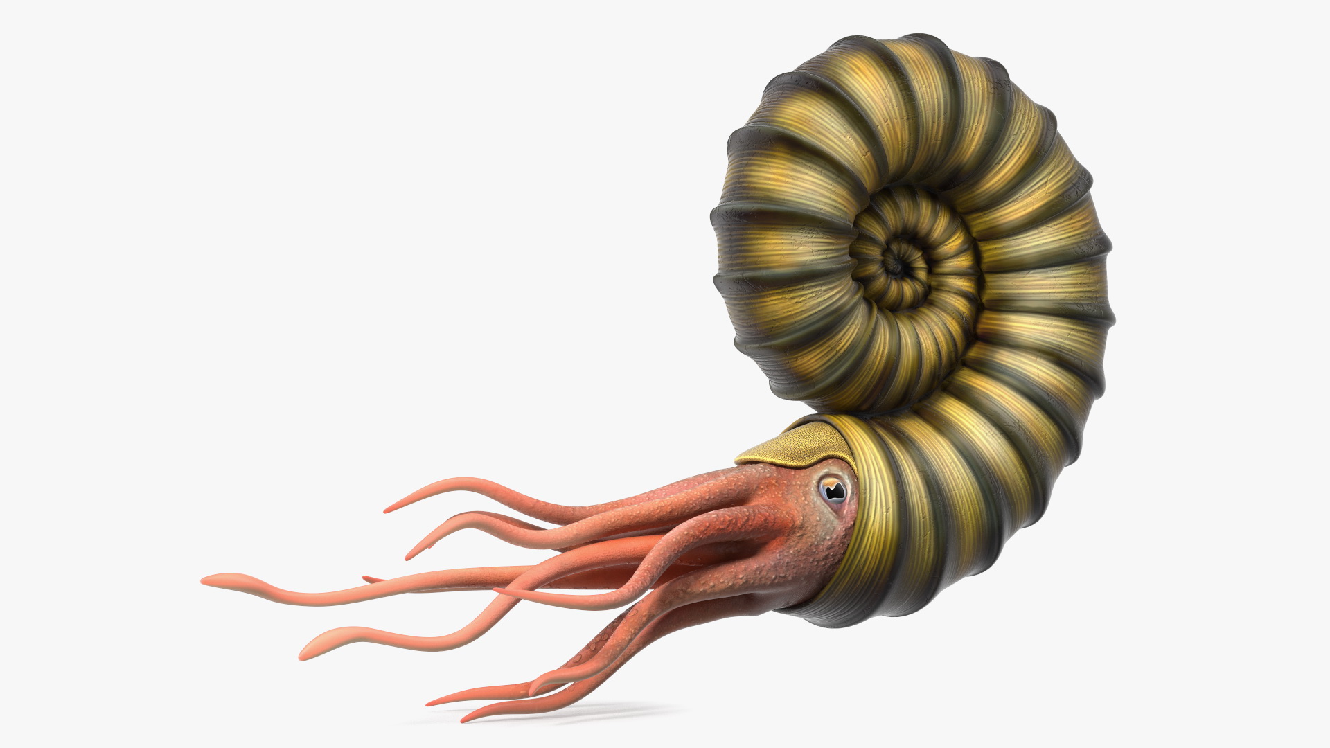 3D Ammonite for 3D Print