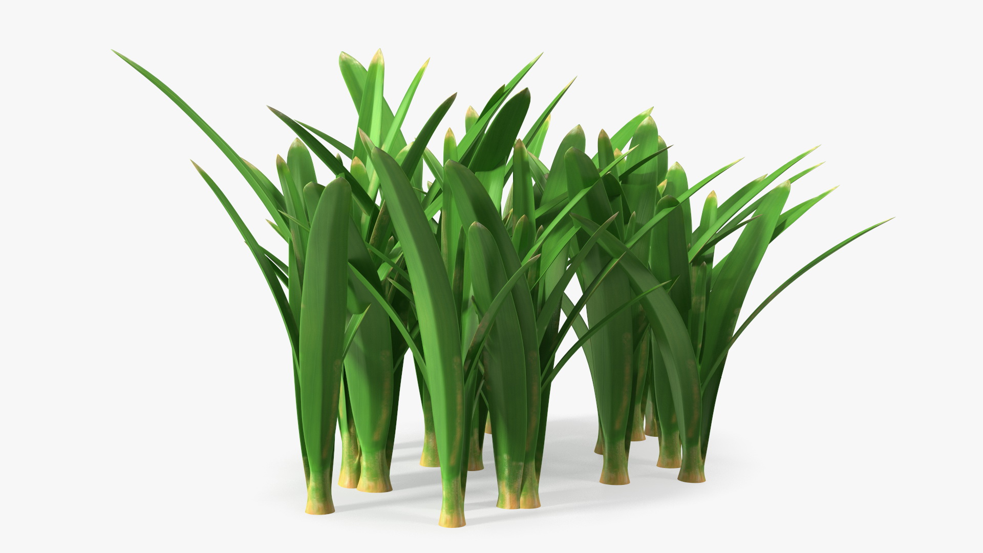 3D Realistic Grass Clump
