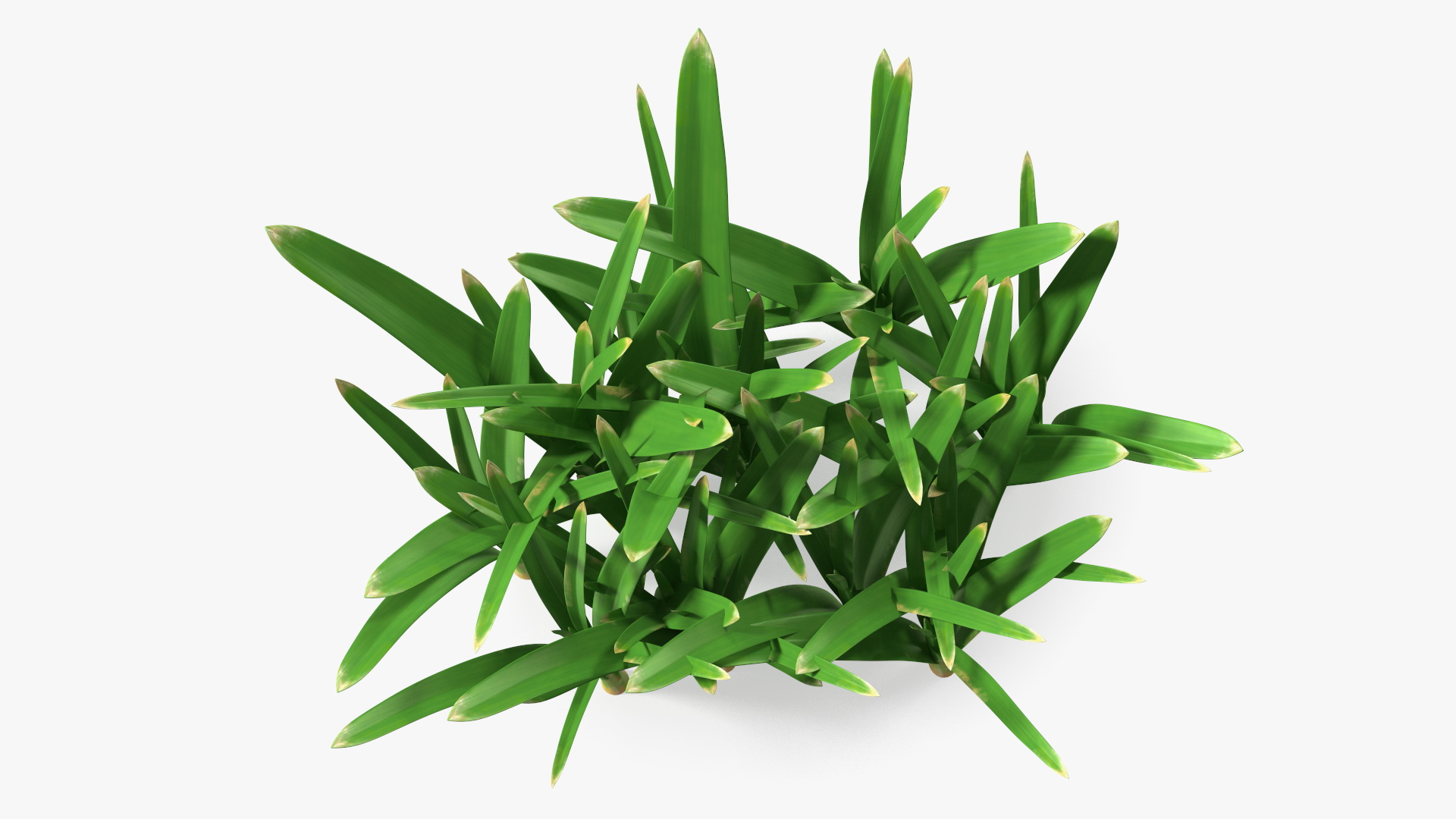 3D Realistic Grass Clump