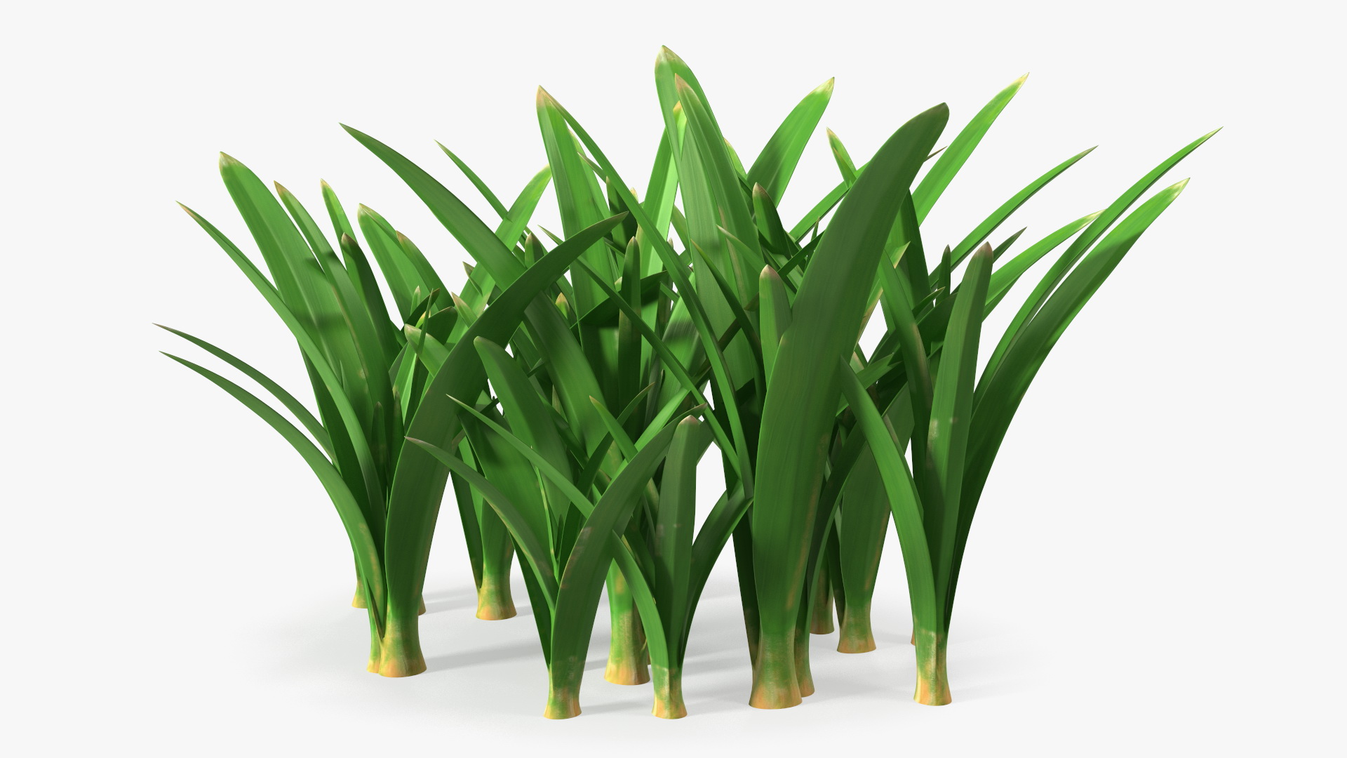 3D Realistic Grass Clump