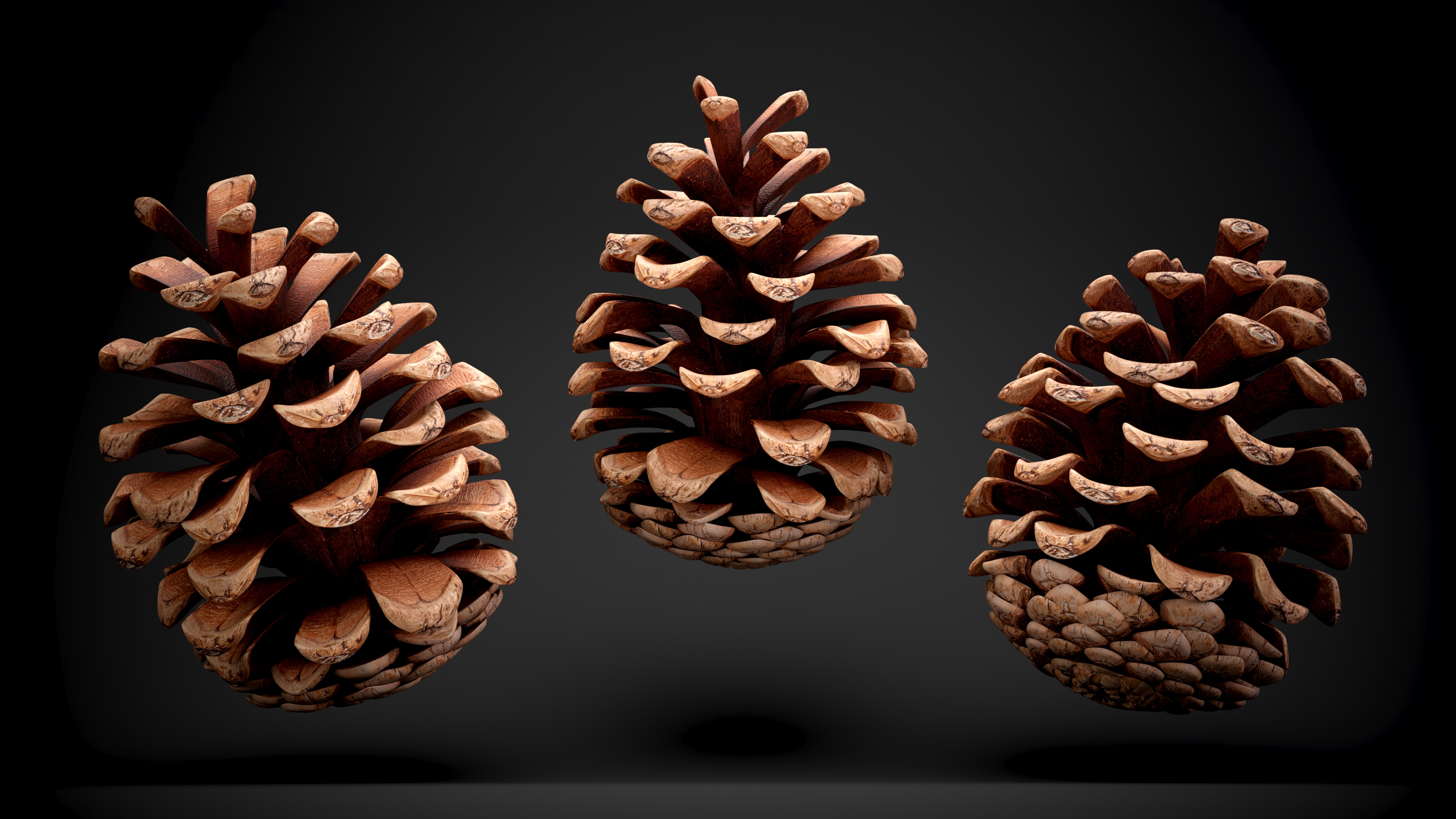 3D Opened Pine Cone