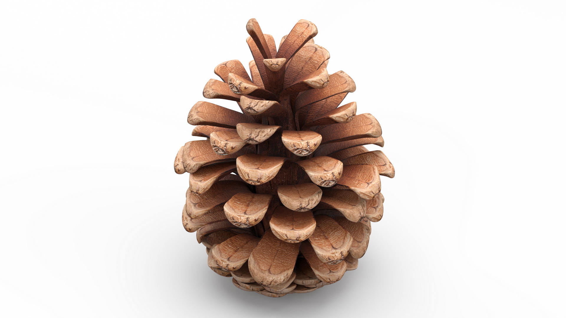 3D Opened Pine Cone