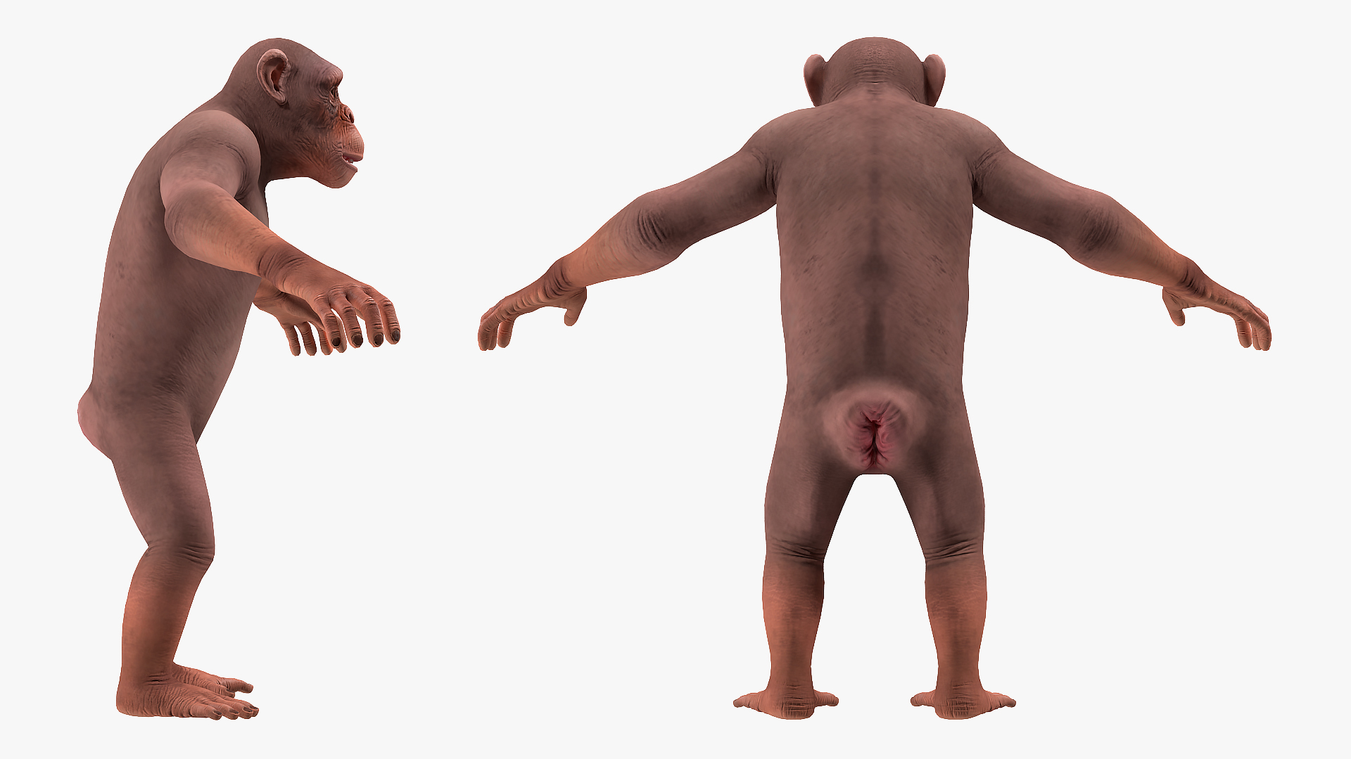 3D Light Chimpanzee Rigged model