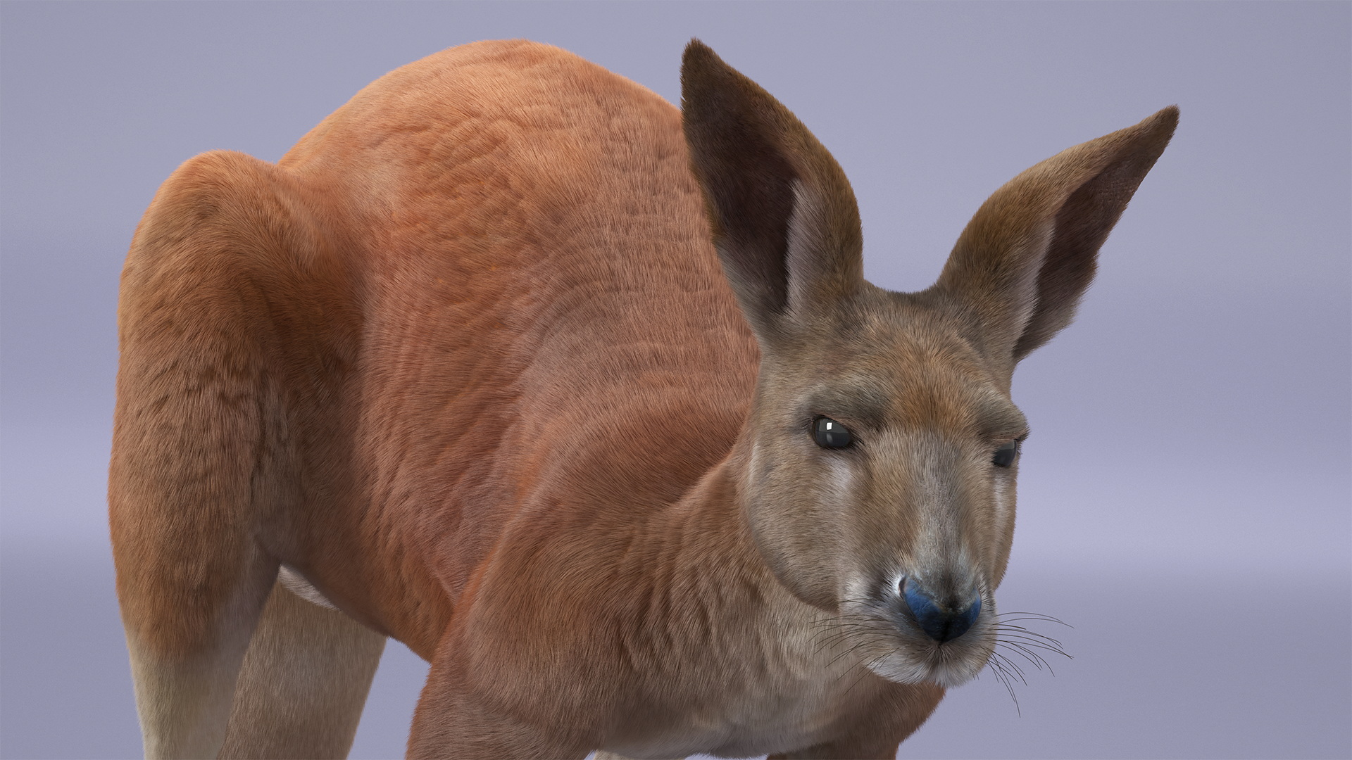Kangaroo Stands on Four Paws Fur 3D
