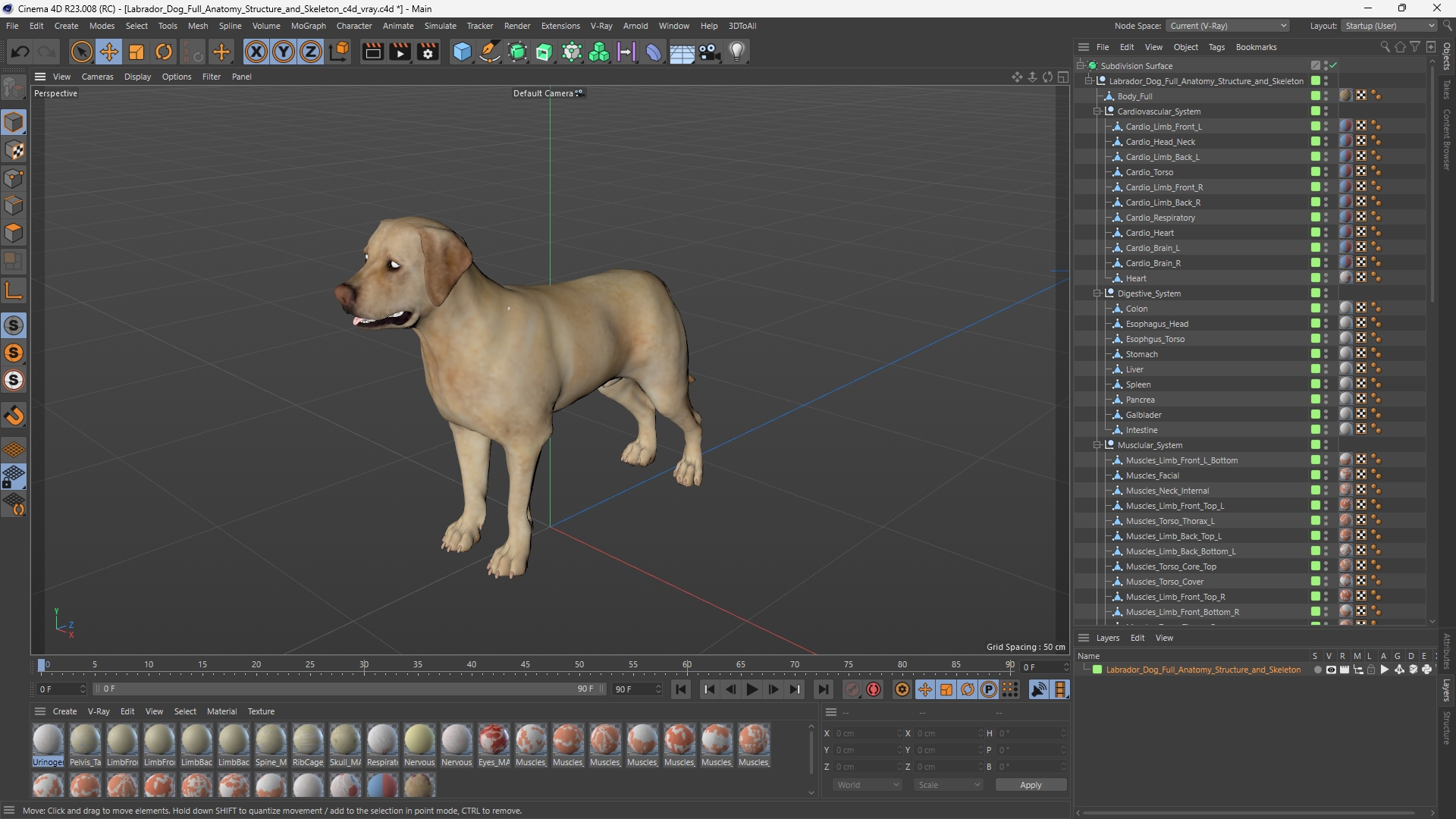 Labrador Dog Full Anatomy Structure and Skeleton - view 12