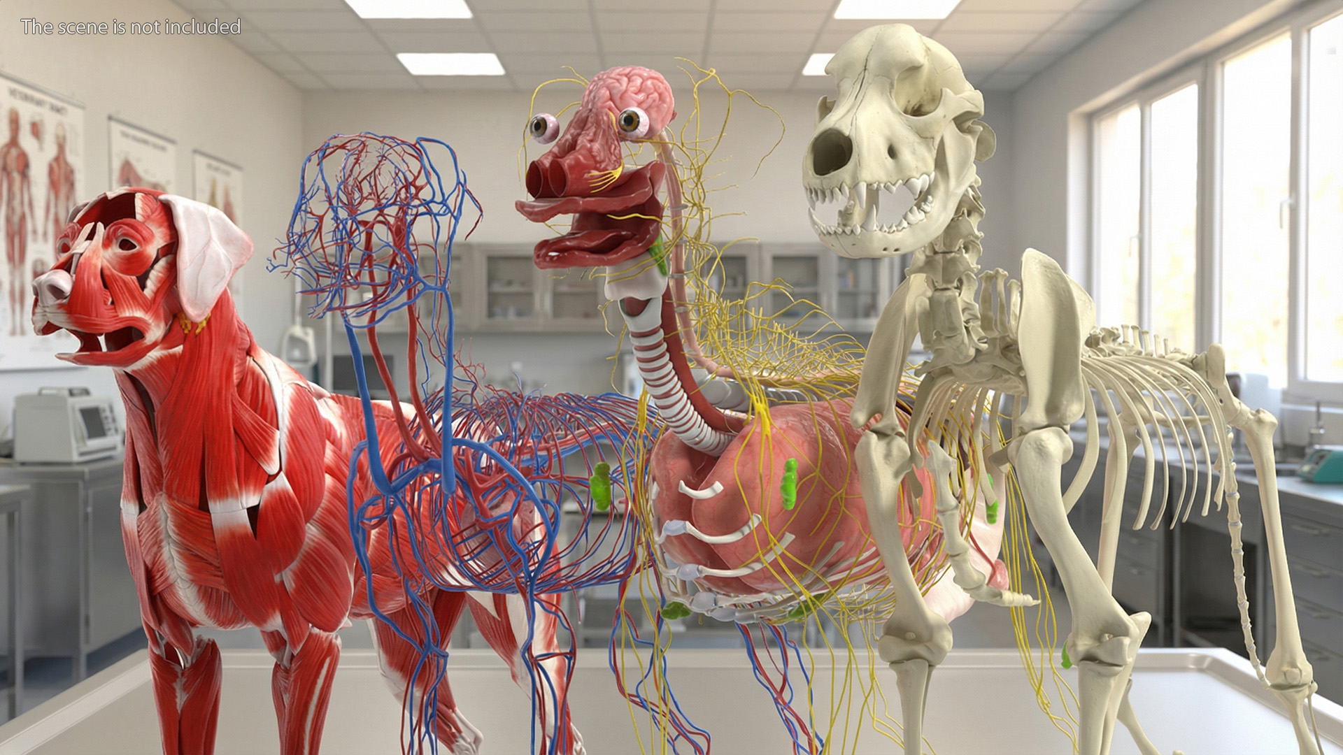 Labrador Dog Full Anatomy Structure and Skeleton - view 8