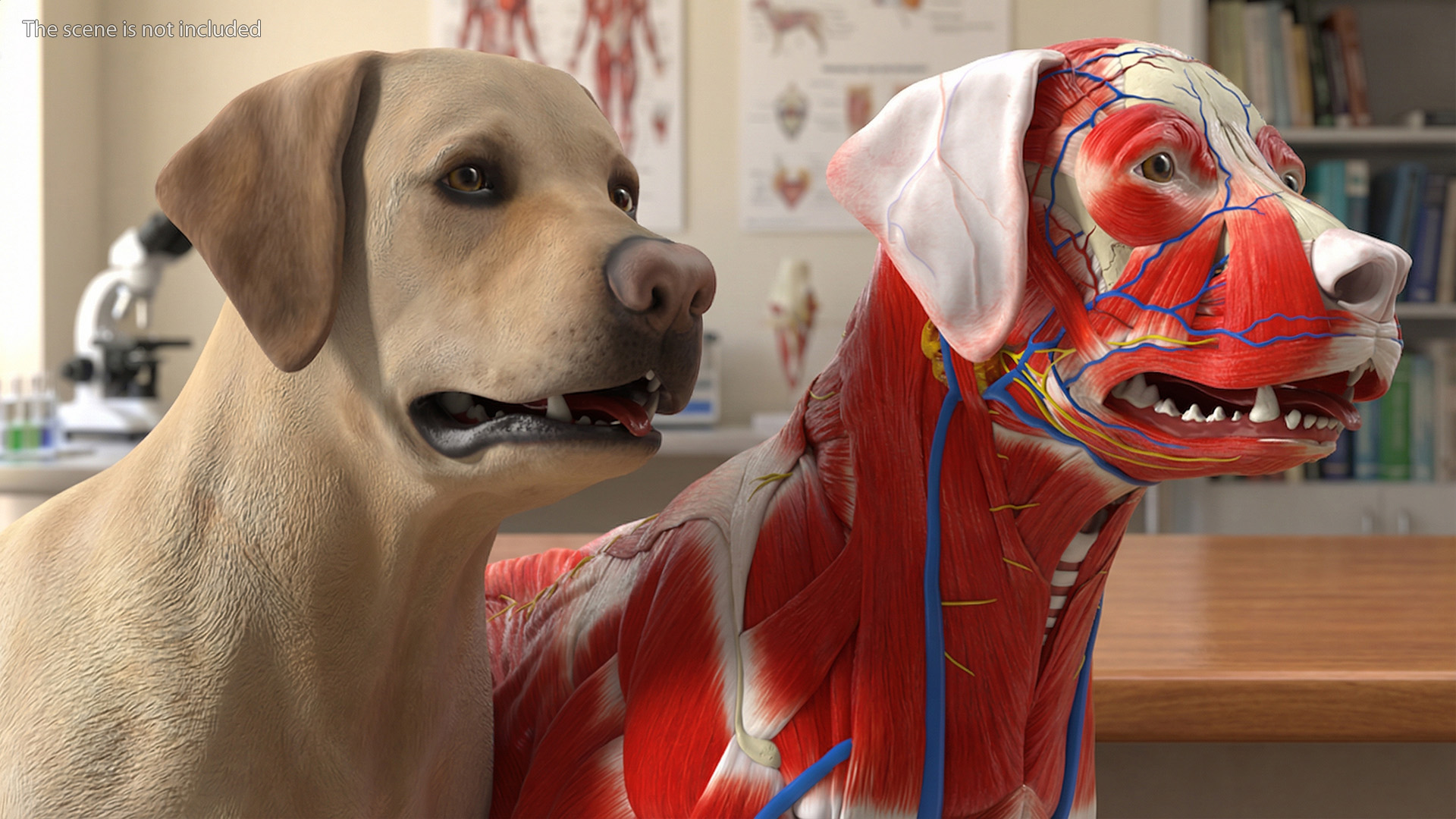 Labrador Dog Full Anatomy Structure and Skeleton - view 9