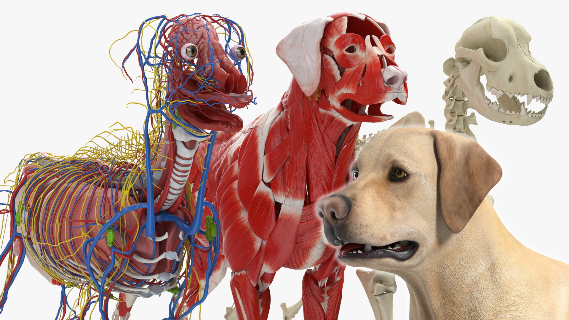 Labrador Dog Full Anatomy Structure and Skeleton - view 2