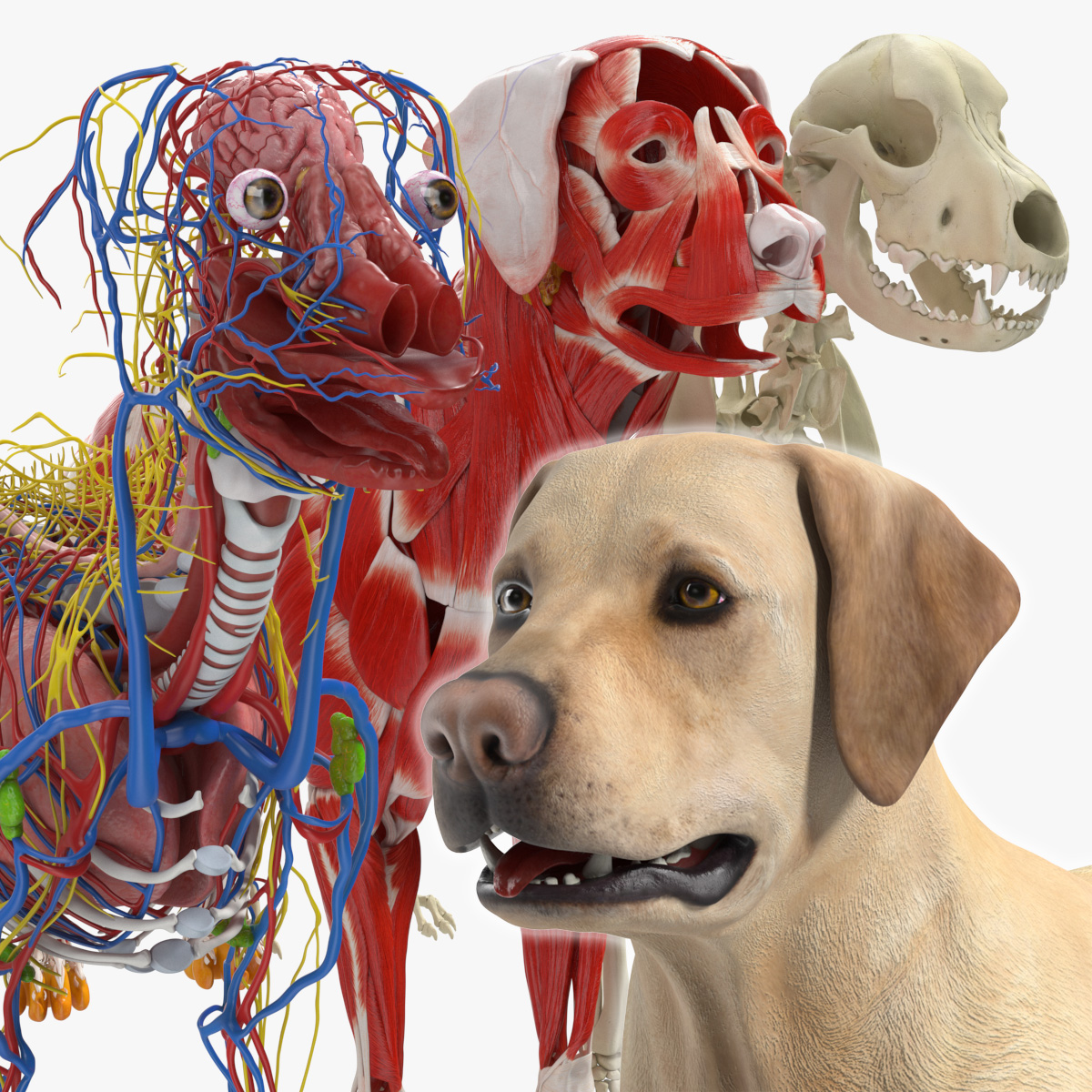 Labrador Dog Full Anatomy Structure and Skeleton 3D model preview