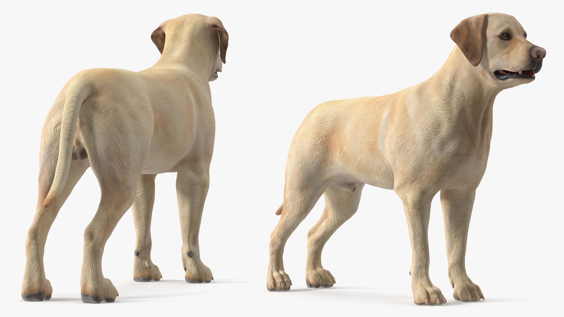 Labrador Dog Full Anatomy Structure and Skeleton - view 3