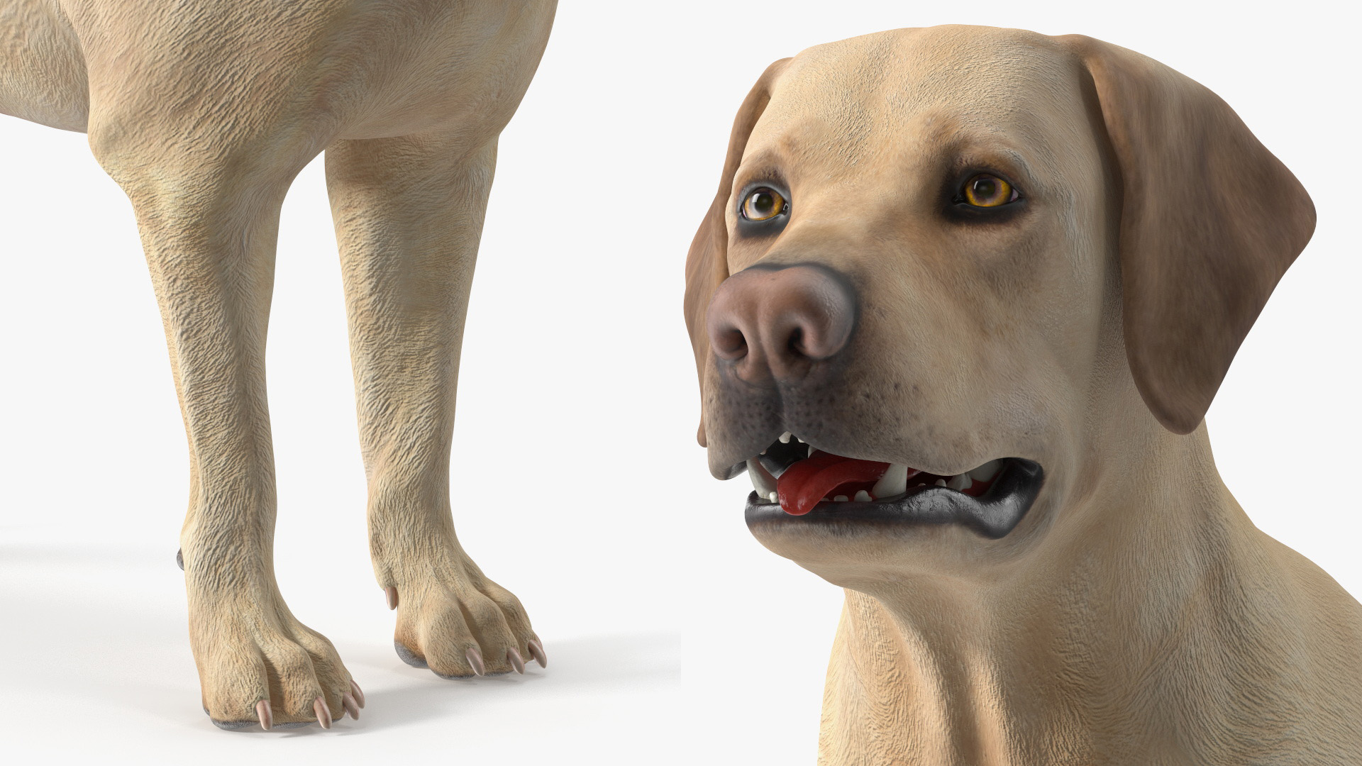 Labrador Dog Full Anatomy Structure and Skeleton - view 4