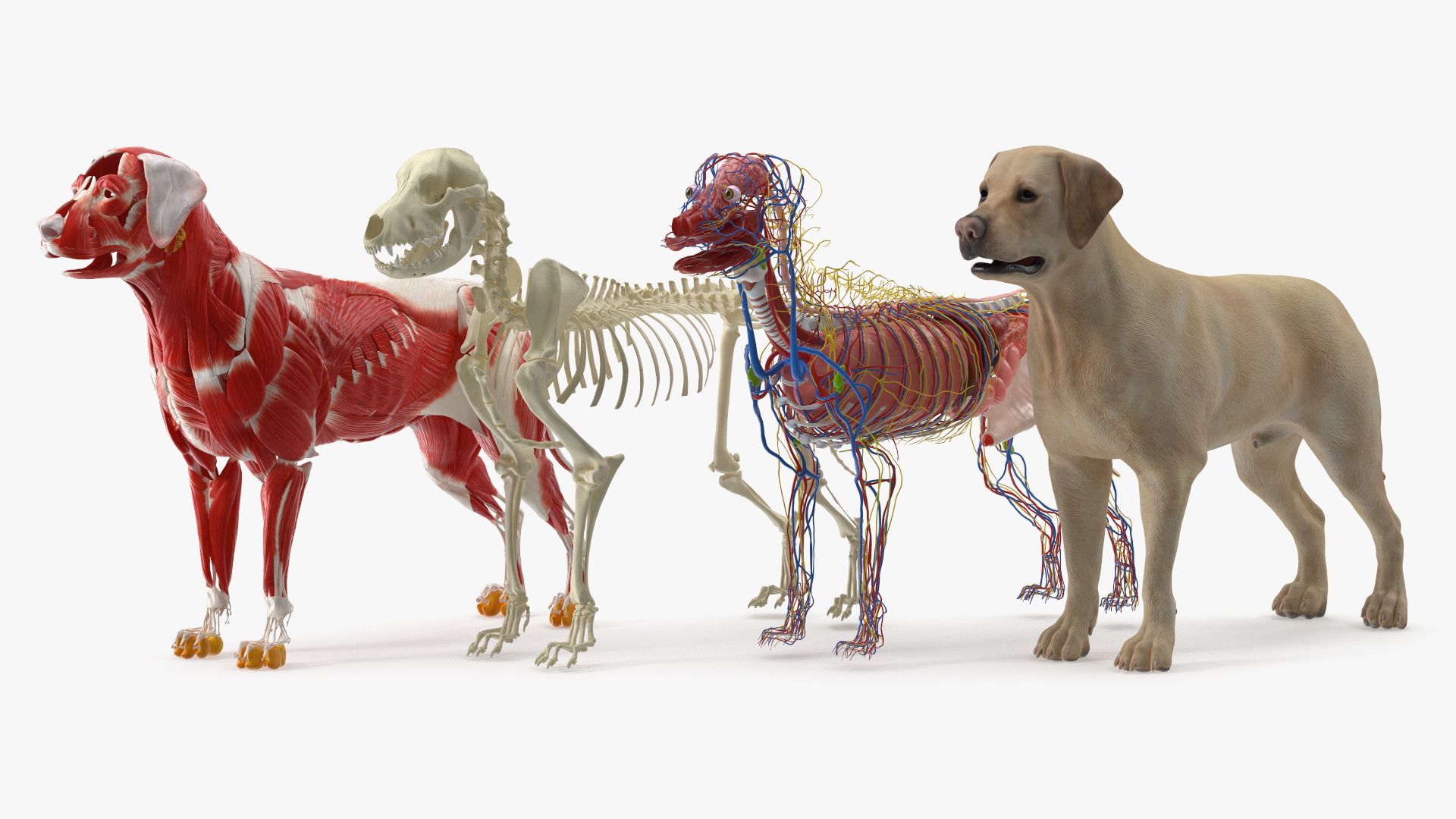 Labrador Dog Full Anatomy Structure and Skeleton - view 5