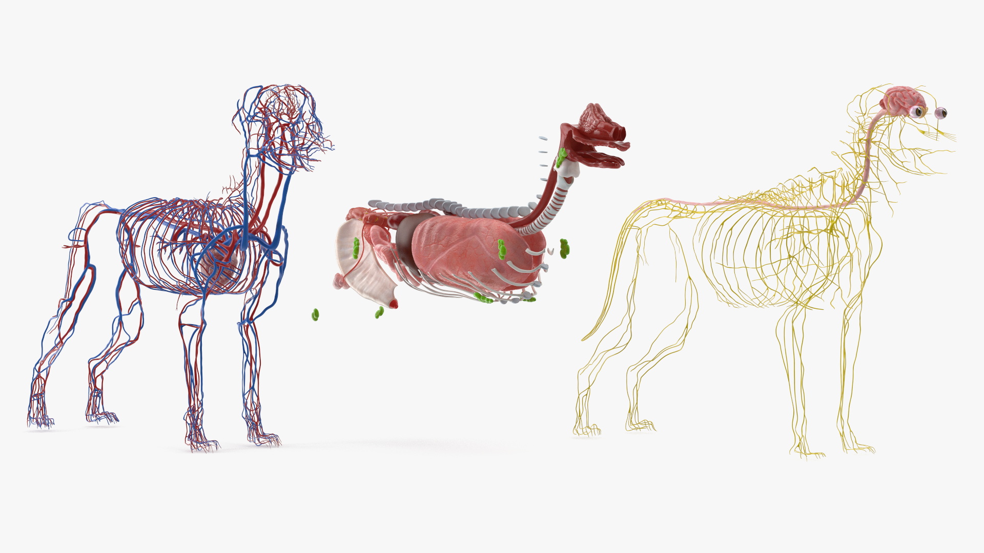 Labrador Dog Full Anatomy Structure and Skeleton - view 6