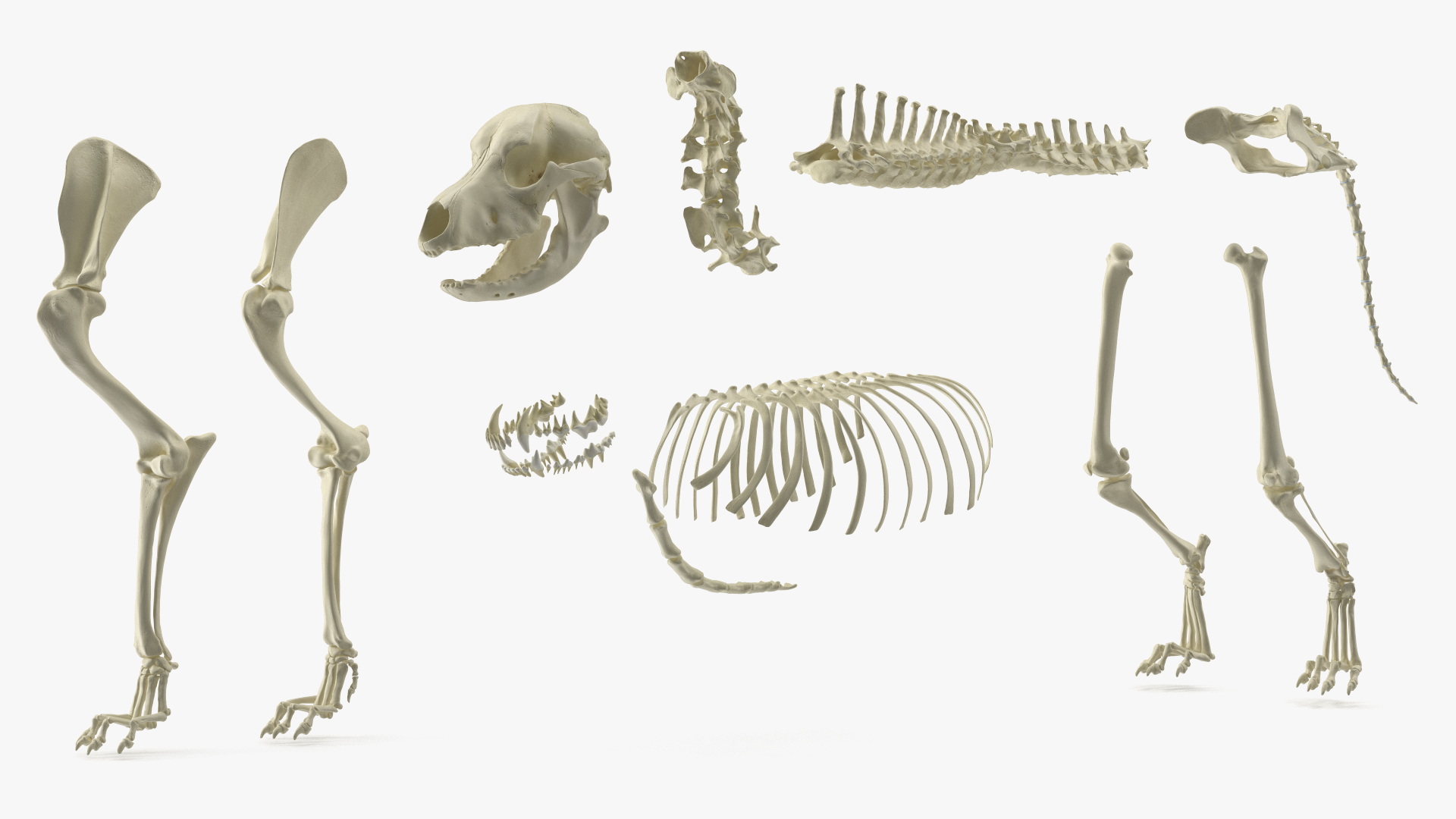 Labrador Dog Full Anatomy Structure and Skeleton - view 7
