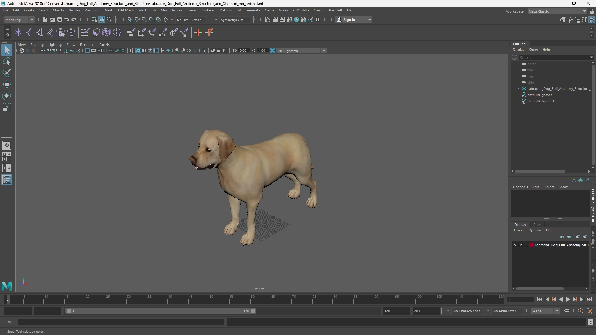Labrador Dog Full Anatomy Structure and Skeleton - view 11