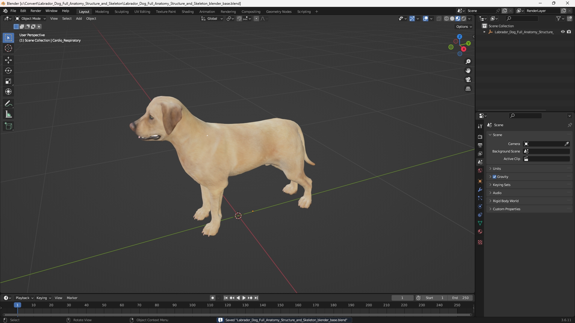 Labrador Dog Full Anatomy Structure and Skeleton - view 10