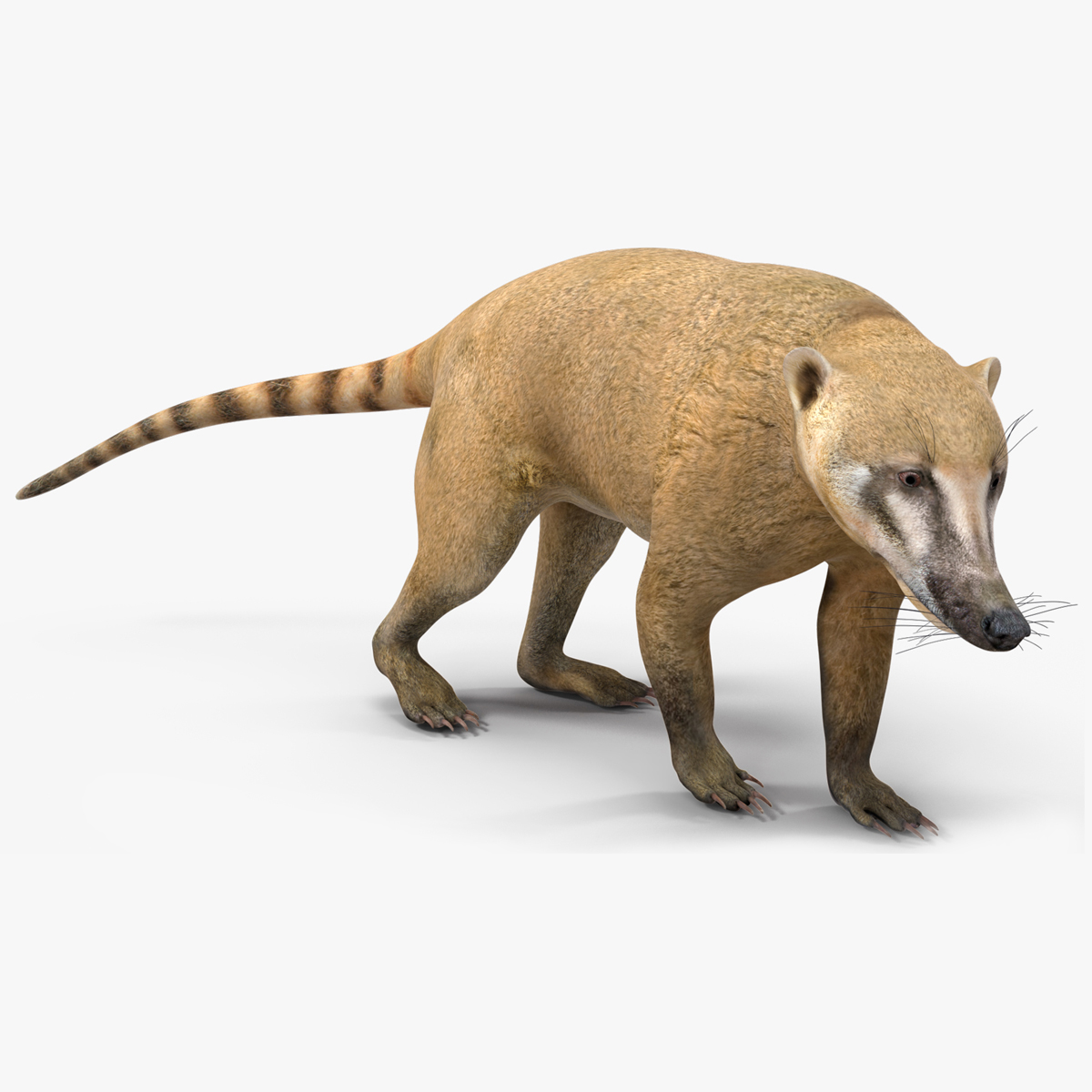 3D South American Coati Rigged for Cinema 4D